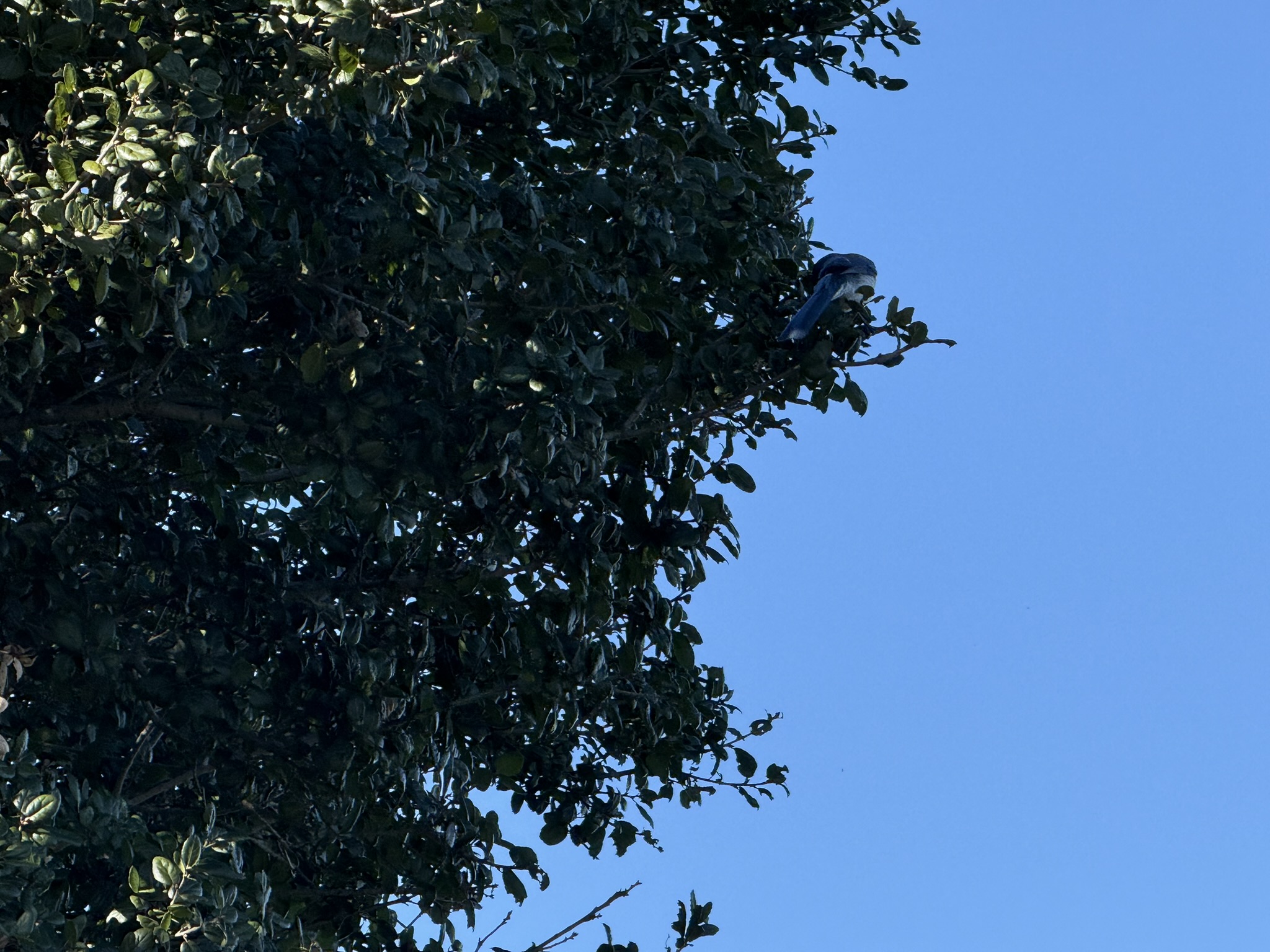 San Pablo Bay Regional Shoreline Trail