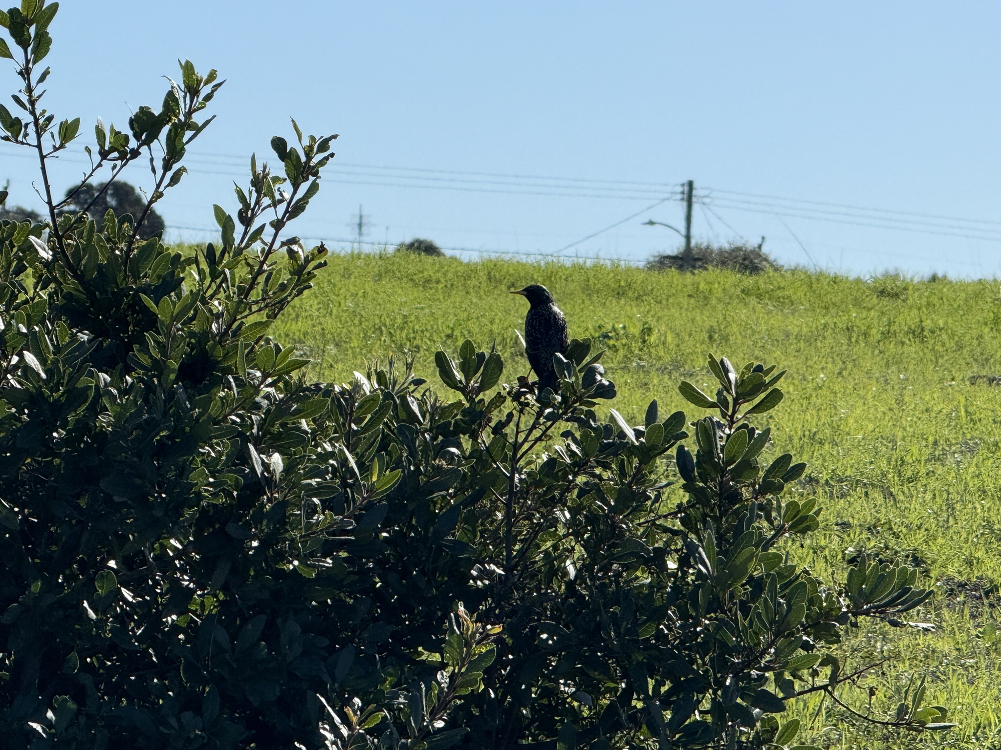 San Pablo Bay Regional Shoreline Trail