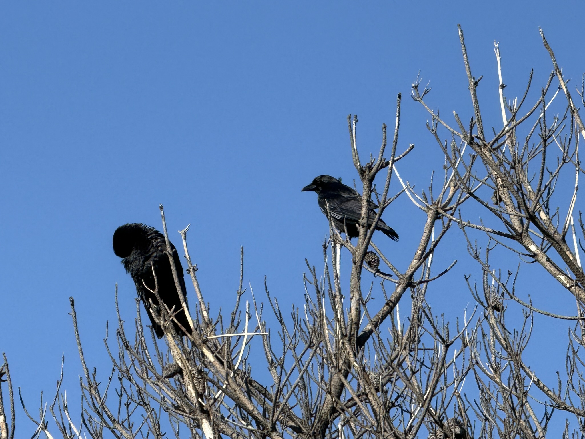 San Pablo Bay Regional Shoreline Trail