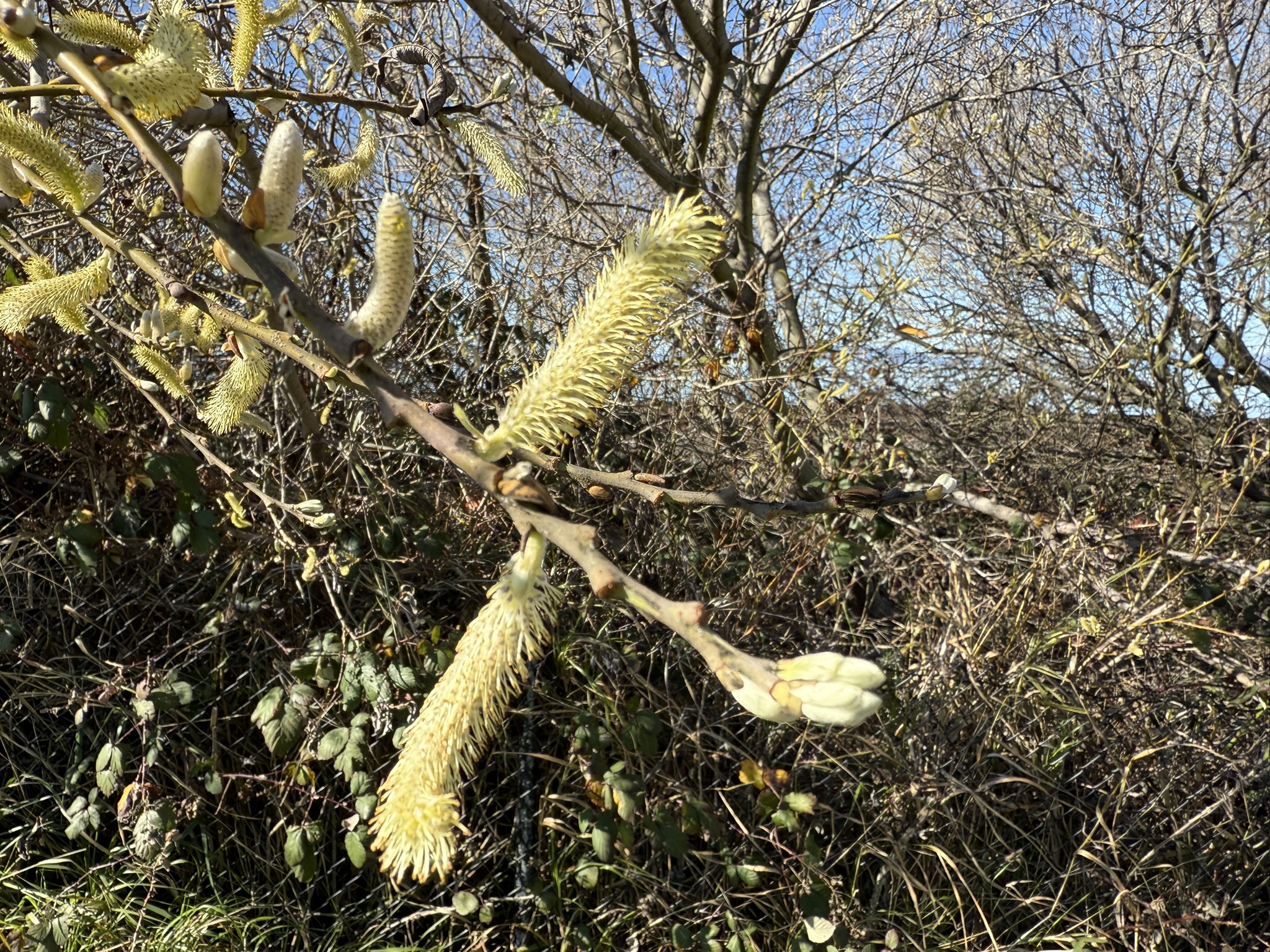 San Pablo Bay Regional Shoreline Trail