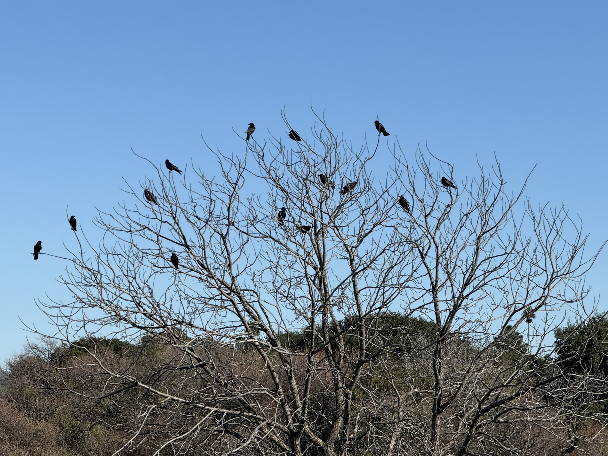 San Pablo Bay Regional Shoreline Trail