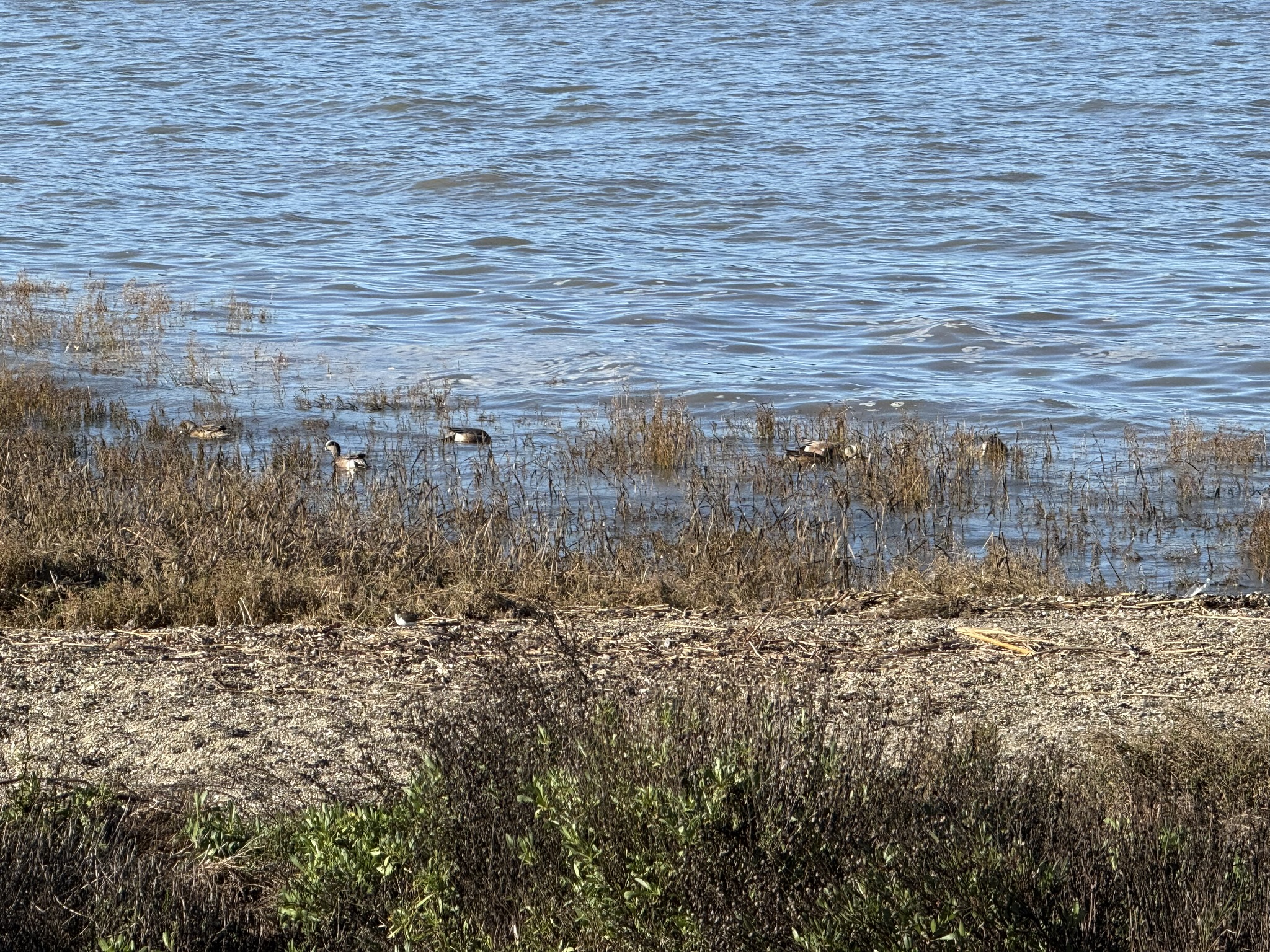 San Pablo Bay Regional Shoreline Trail