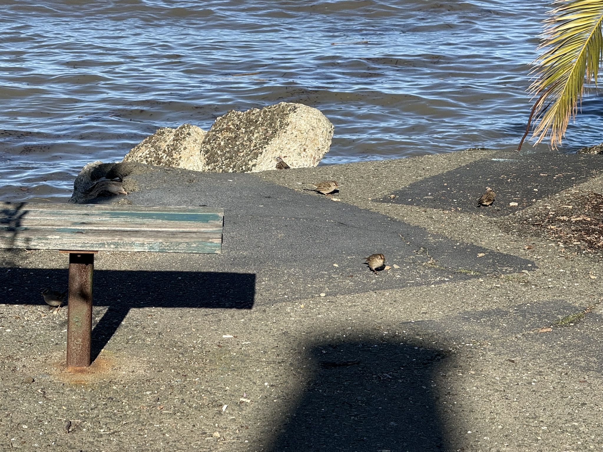 San Pablo Bay Regional Shoreline Trail