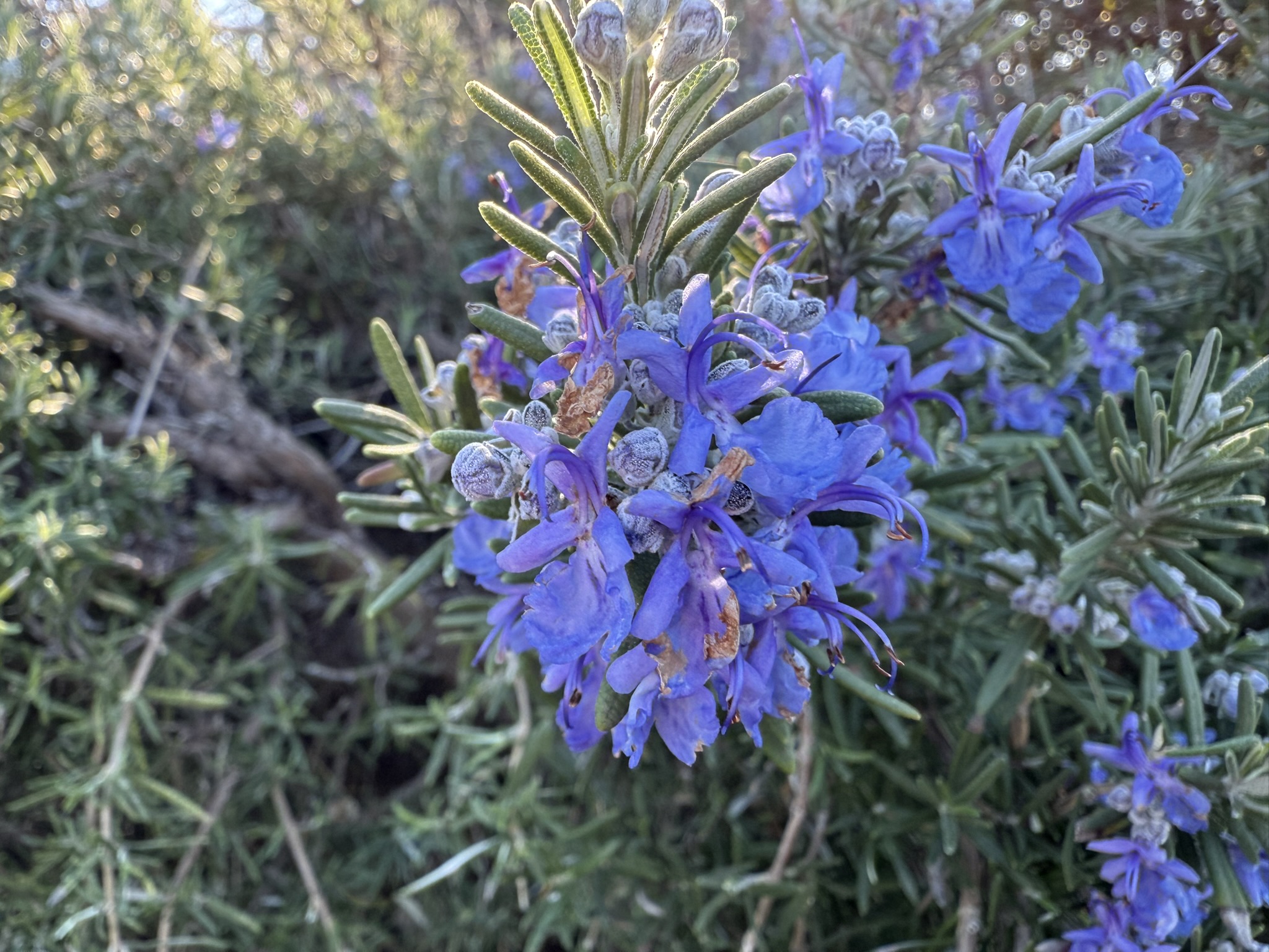 San Pablo Bay Regional Shoreline Trail