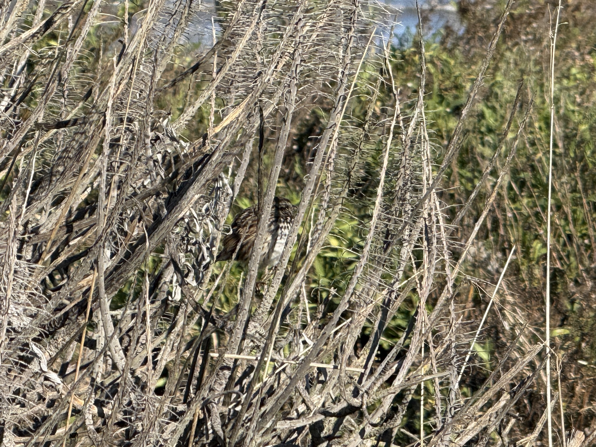 San Pablo Bay Regional Shoreline Trail