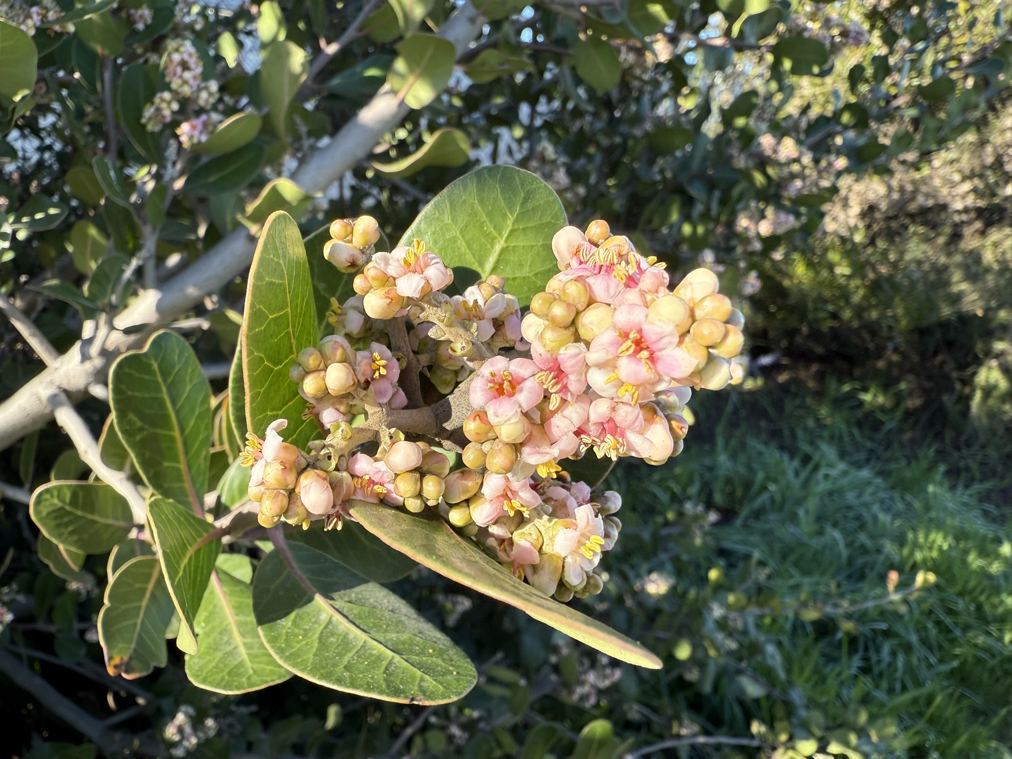 San Pablo Bay Regional Shoreline Trail