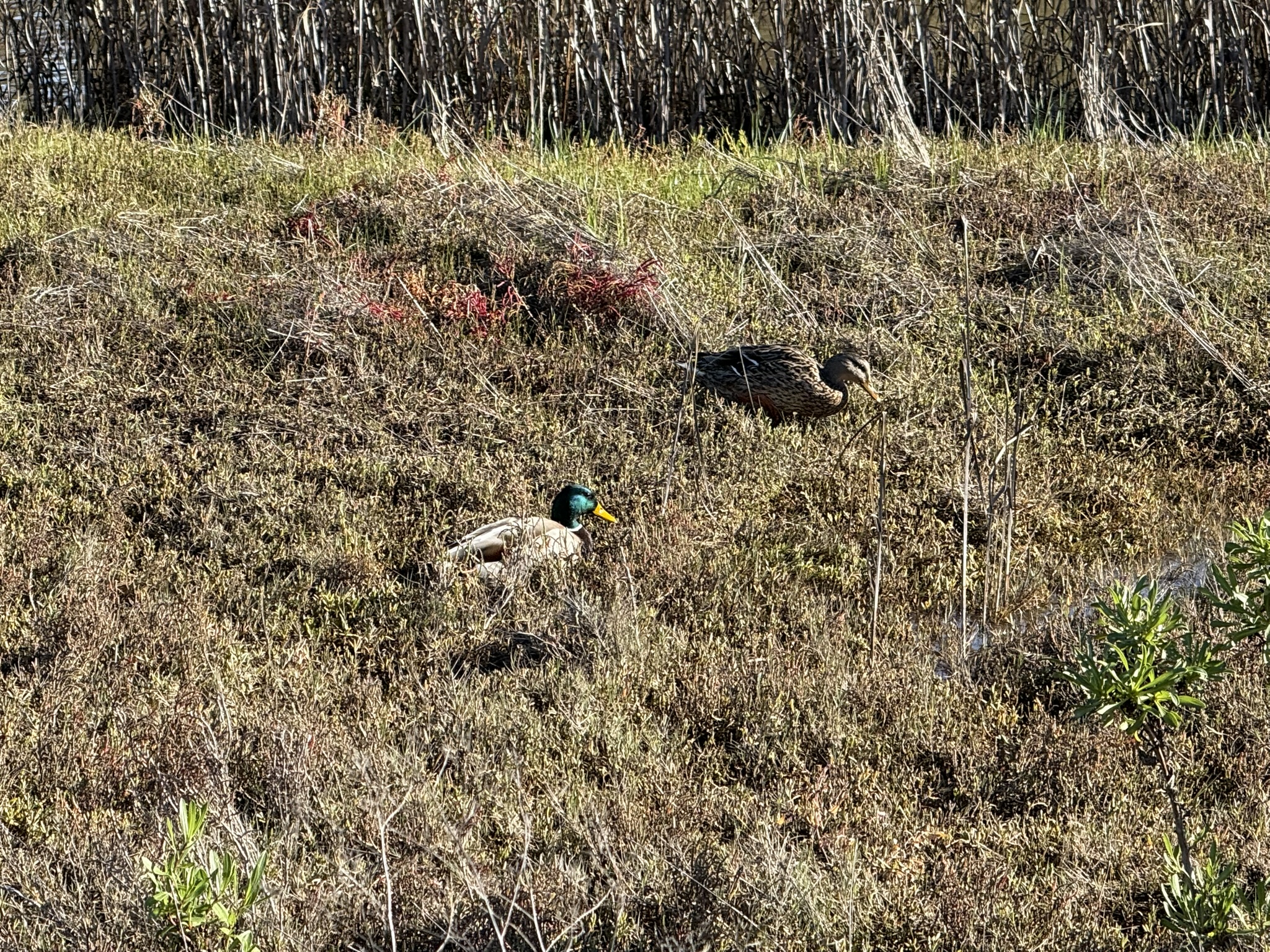 San Pablo Bay Regional Shoreline Trail