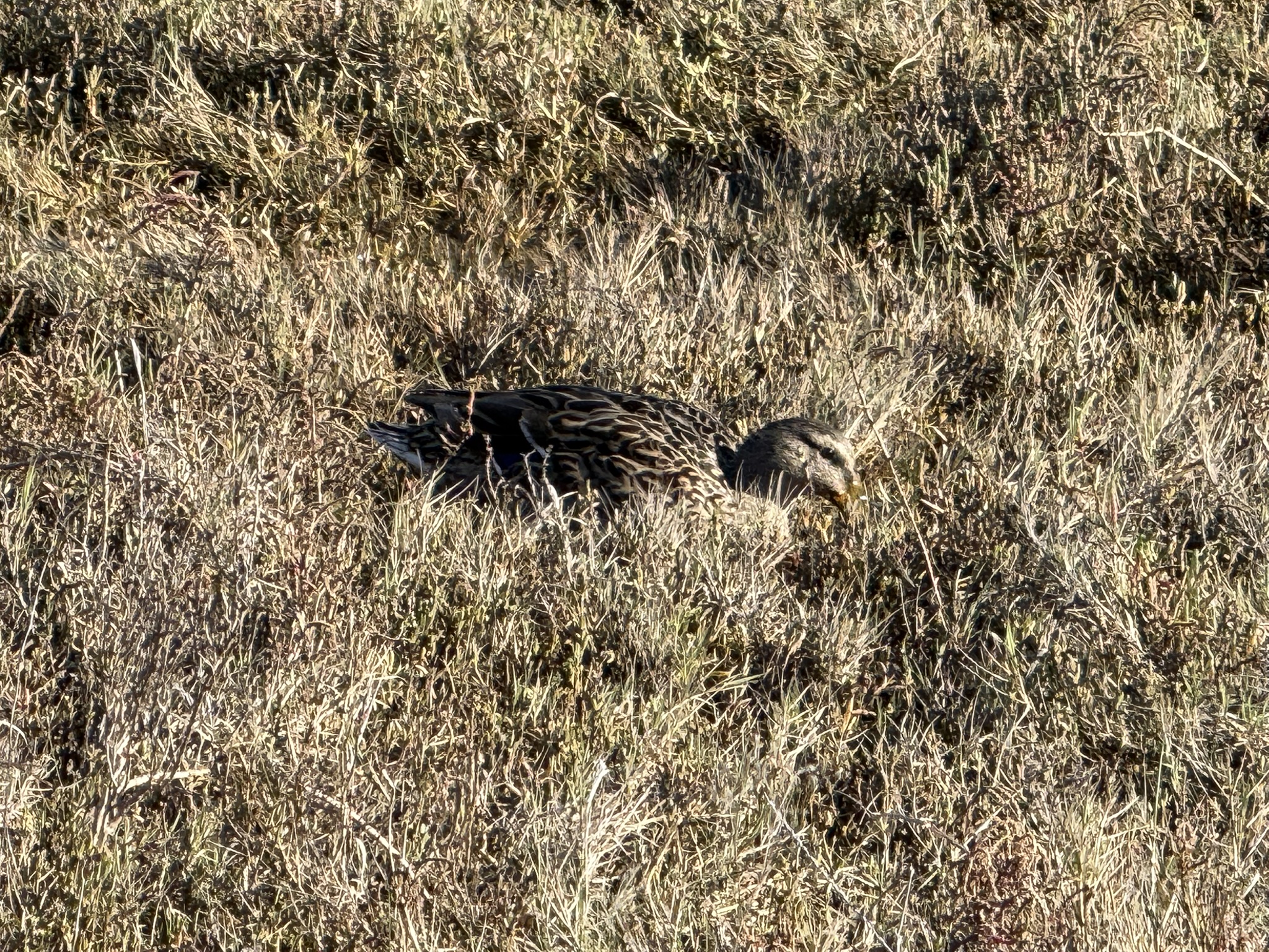 San Pablo Bay Regional Shoreline Trail