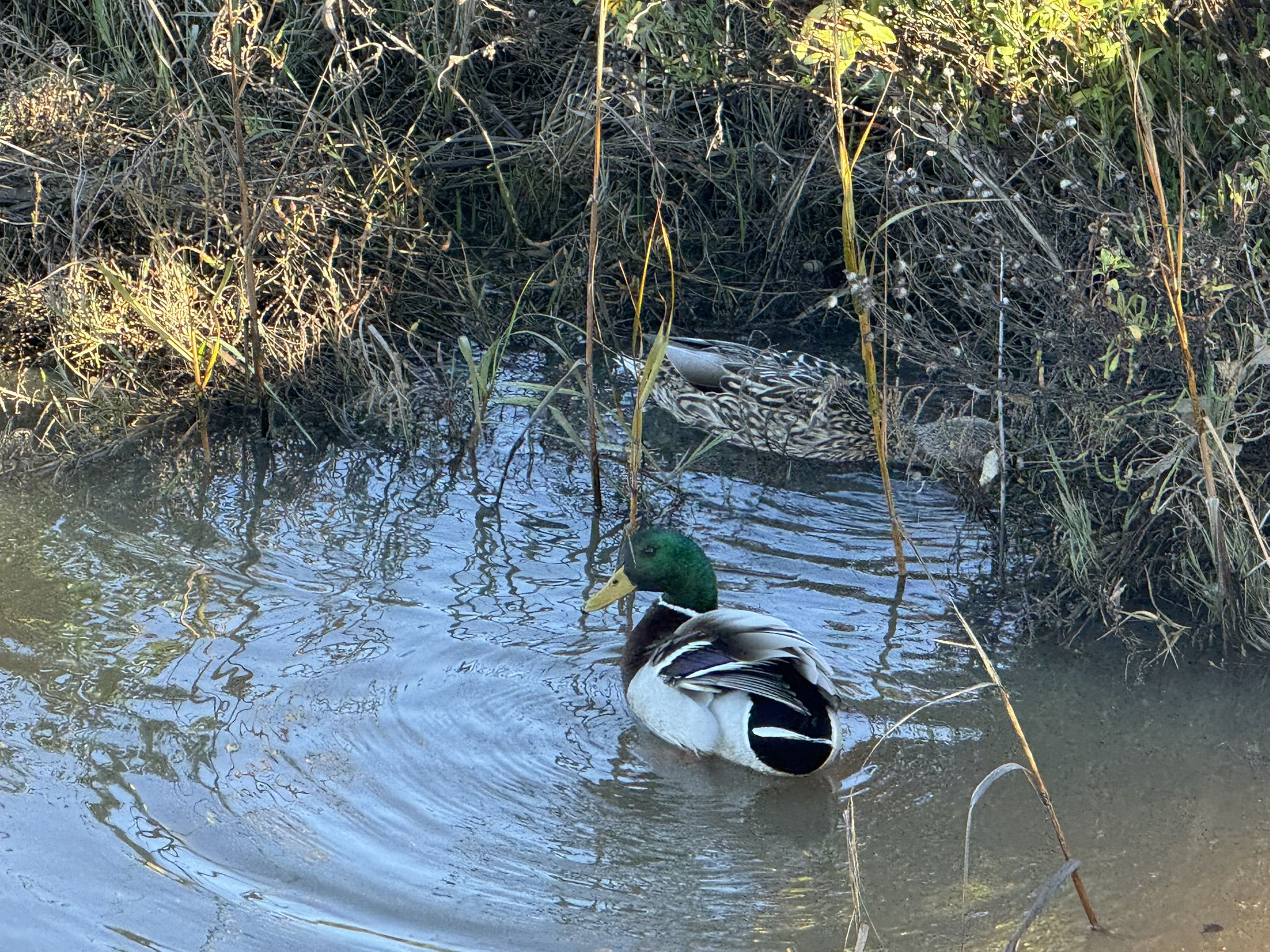 San Pablo Bay Regional Shoreline Trail