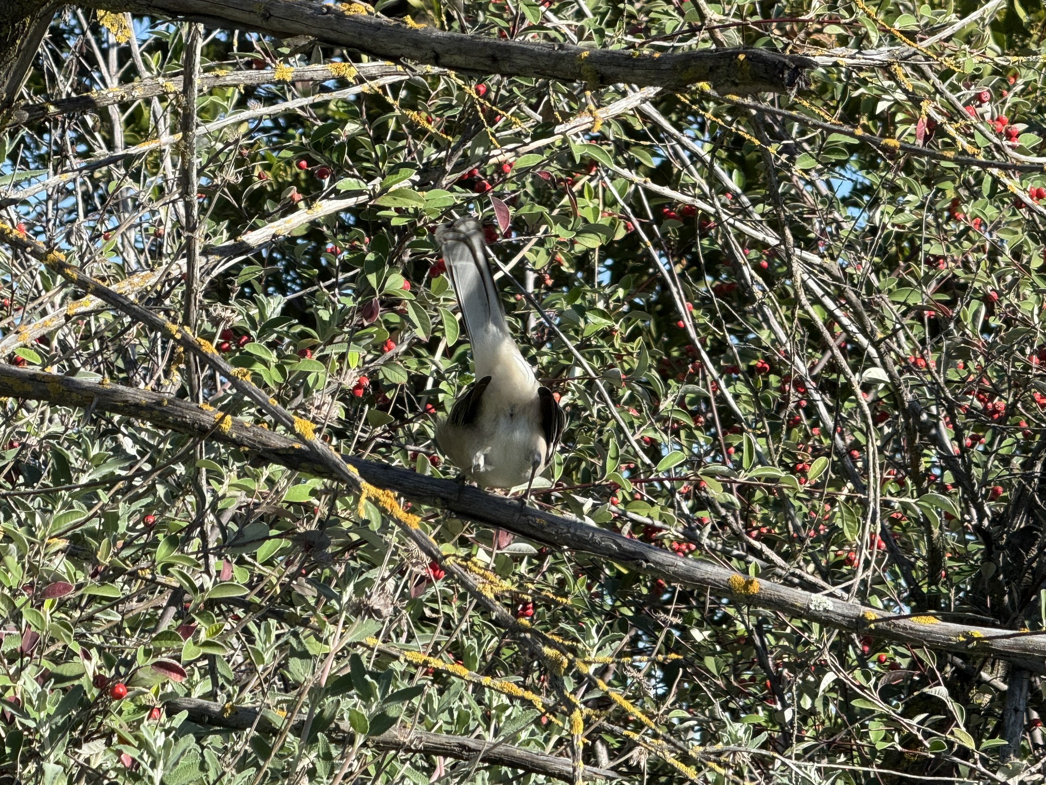 San Pablo Bay Regional Shoreline Trail