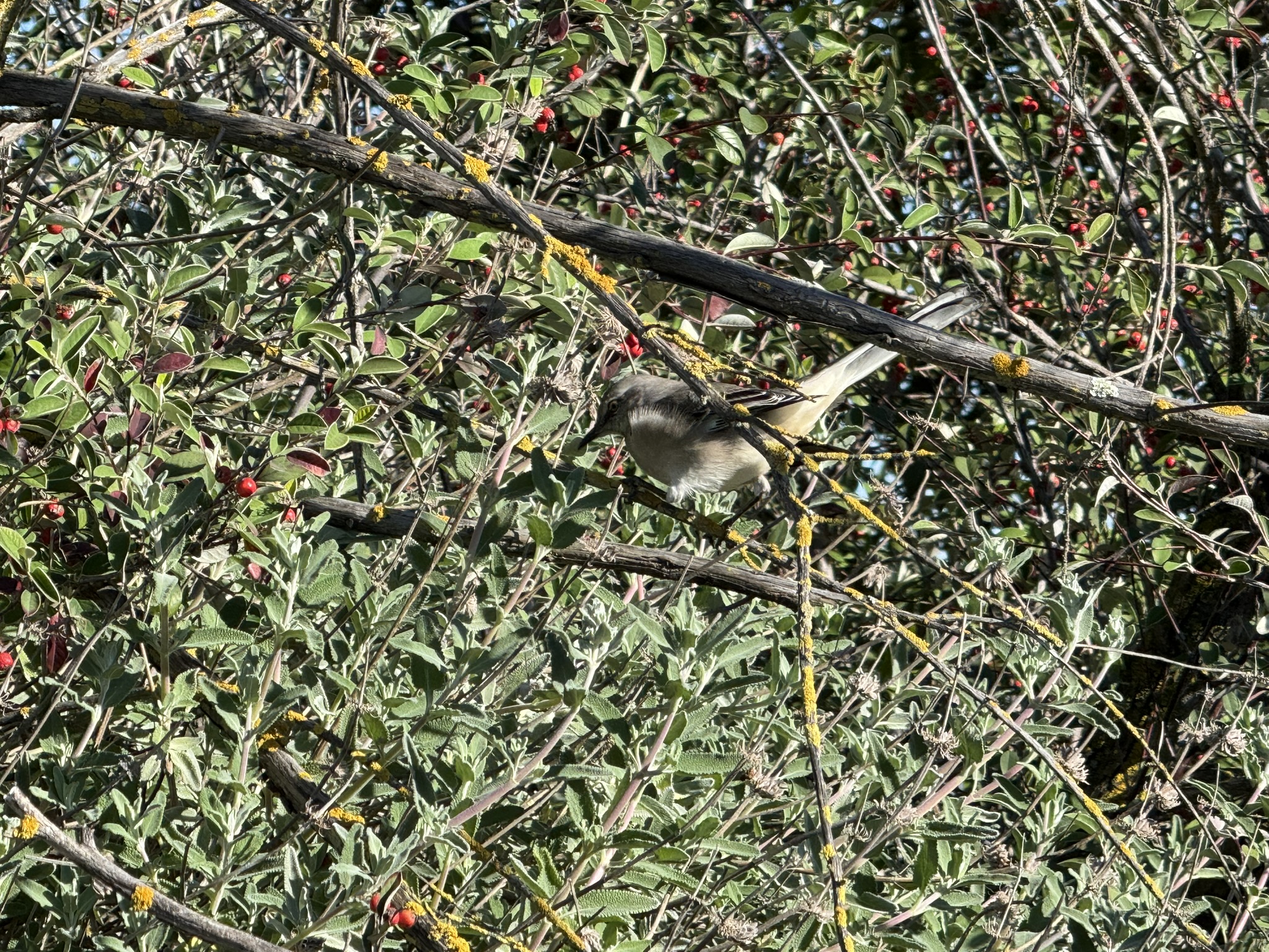 San Pablo Bay Regional Shoreline Trail