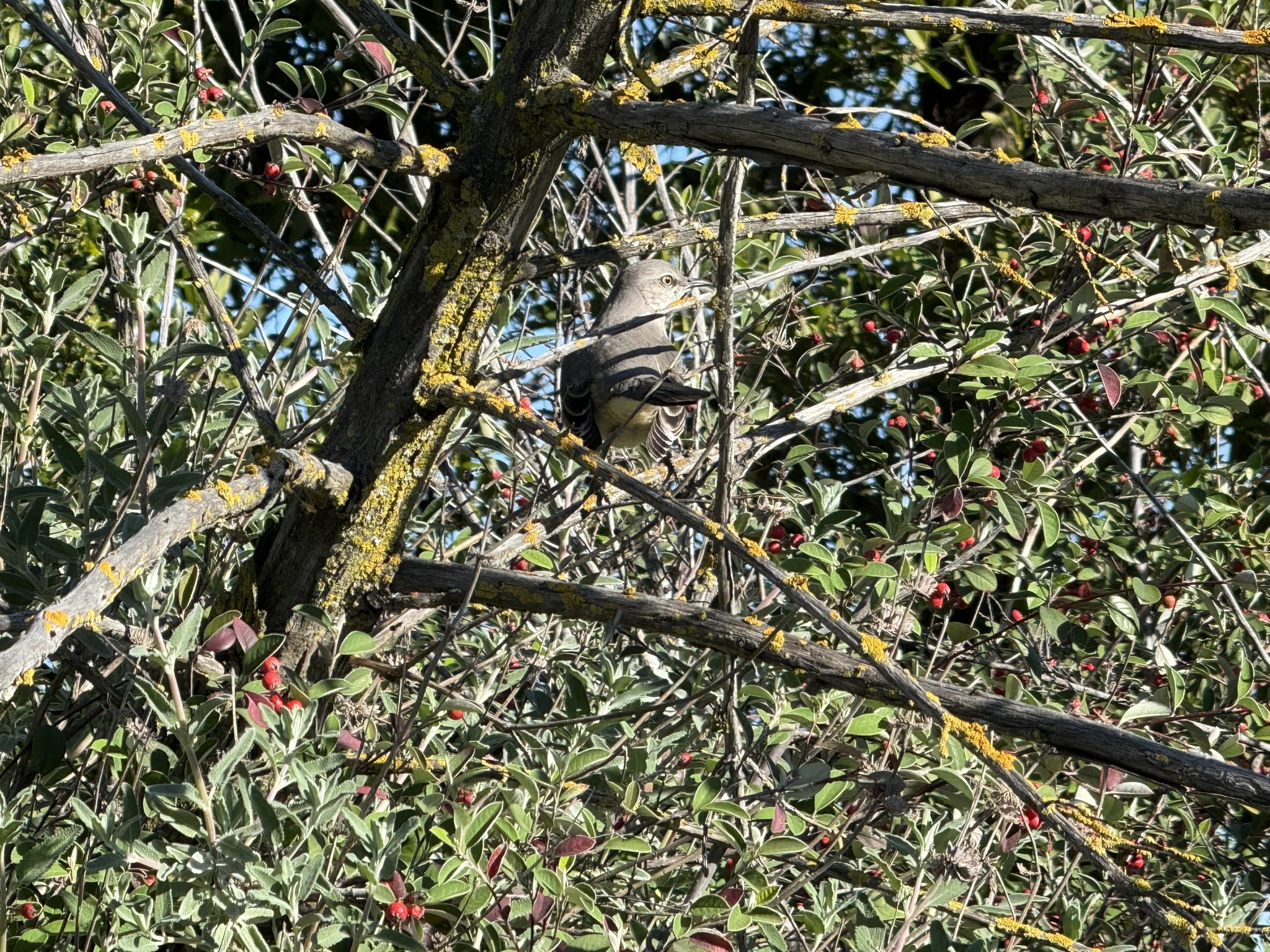 San Pablo Bay Regional Shoreline Trail