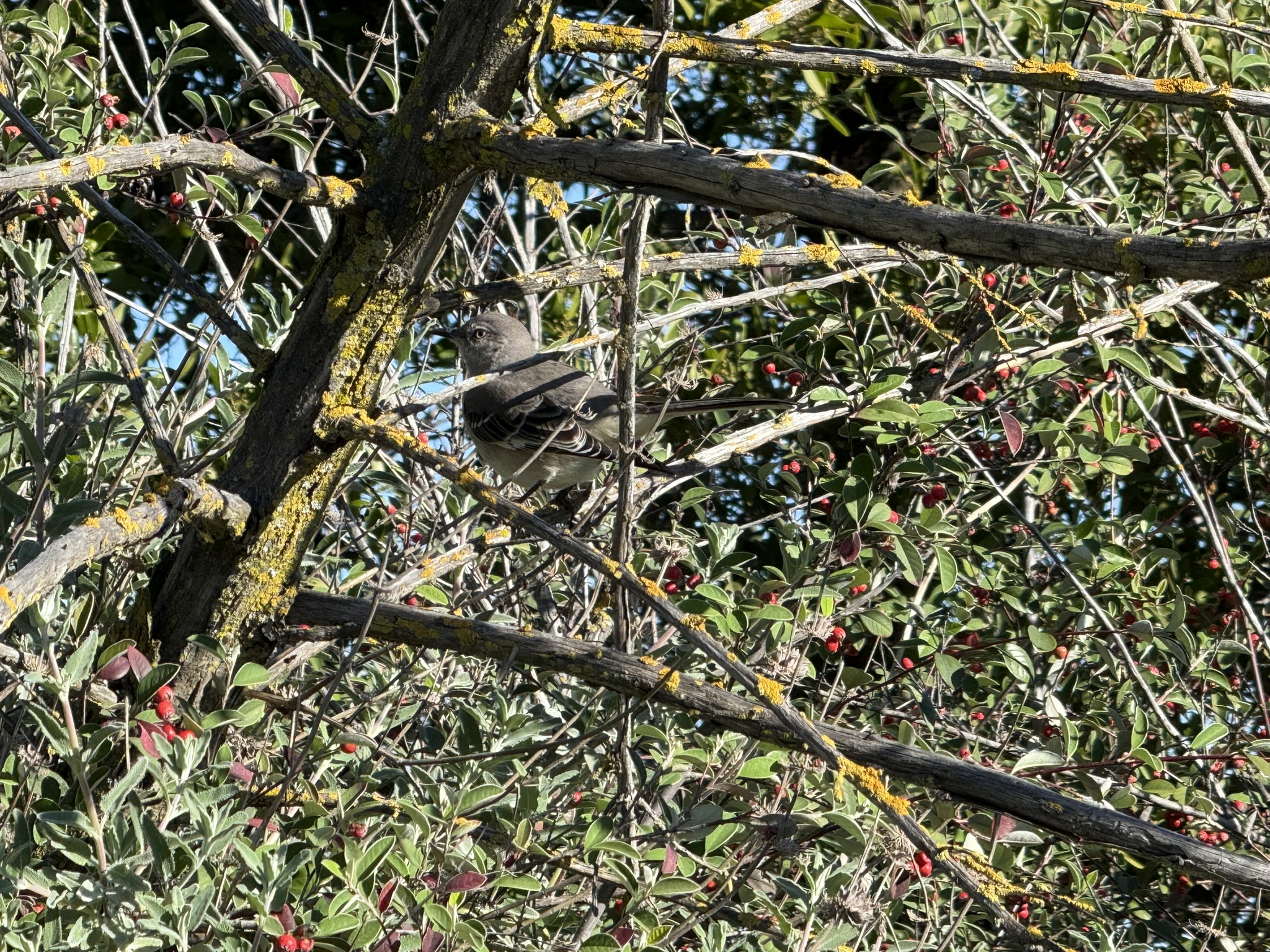 San Pablo Bay Regional Shoreline Trail