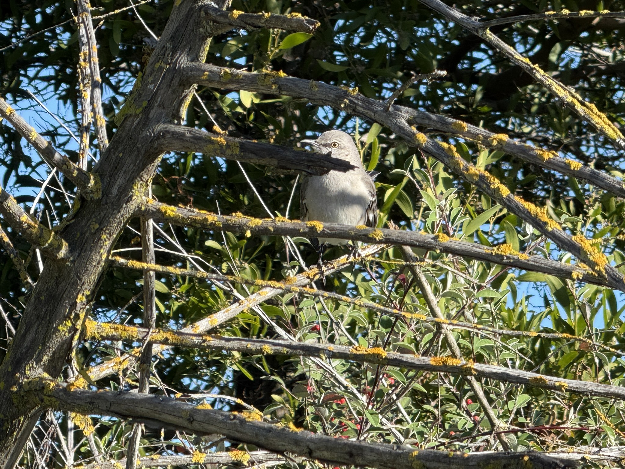 San Pablo Bay Regional Shoreline Trail