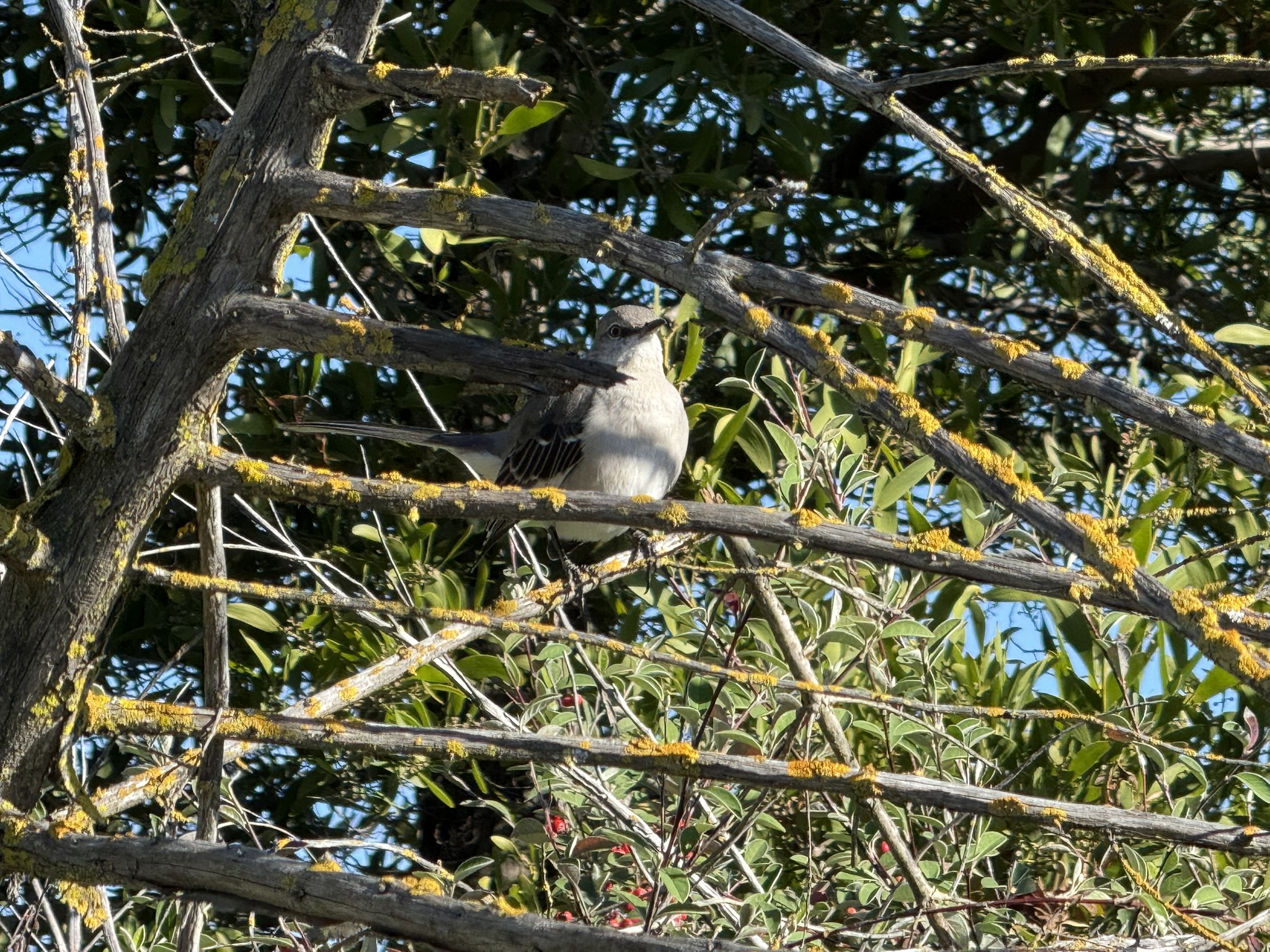 San Pablo Bay Regional Shoreline Trail