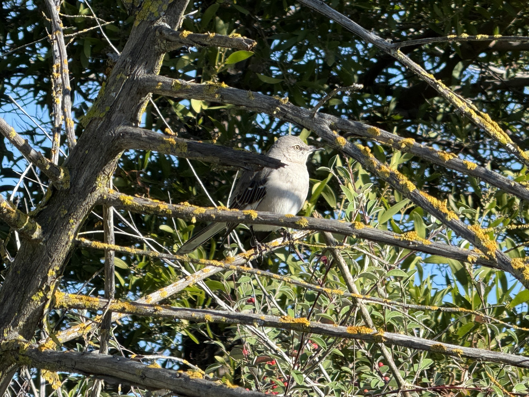 San Pablo Bay Regional Shoreline Trail