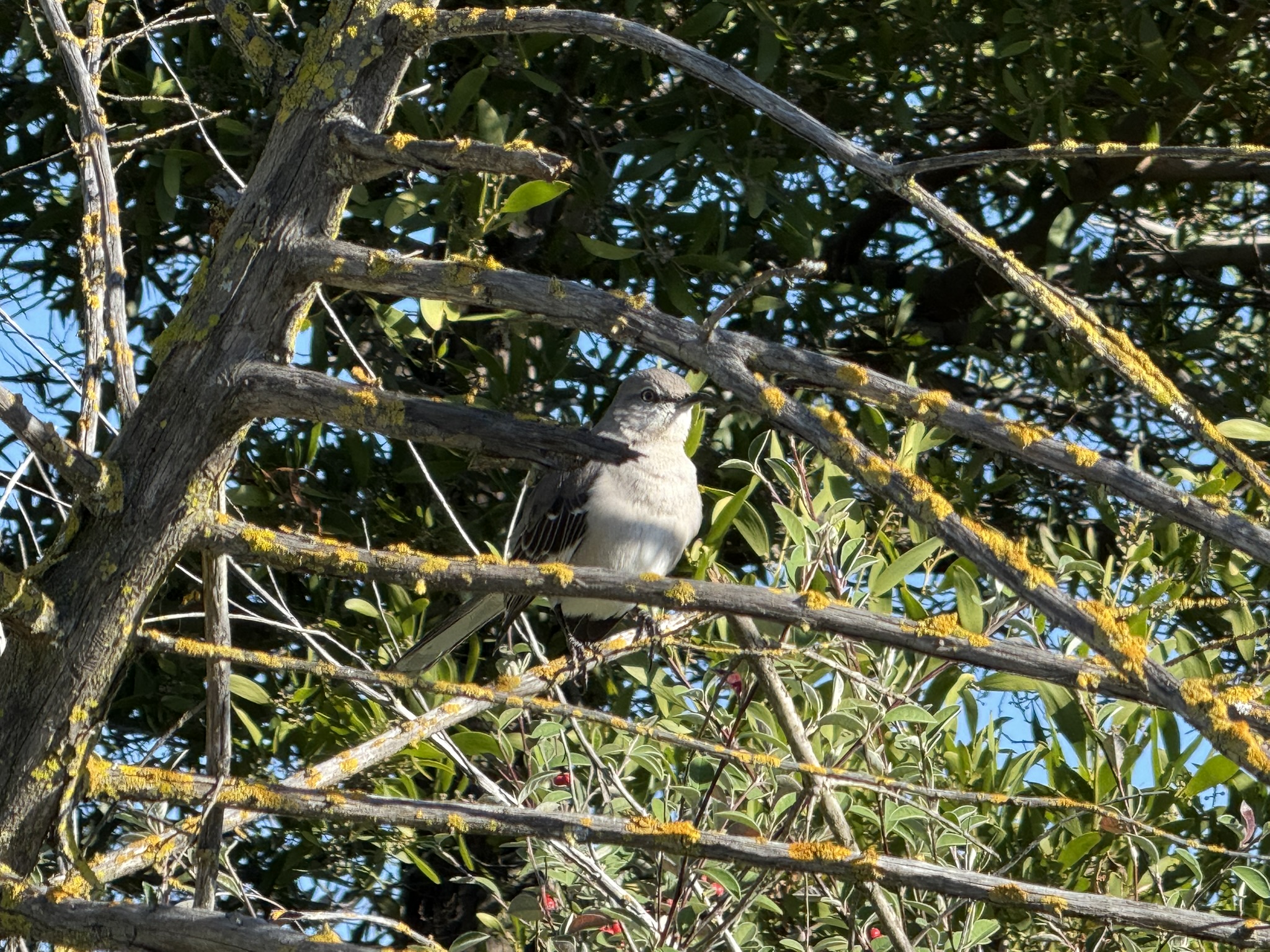 San Pablo Bay Regional Shoreline Trail