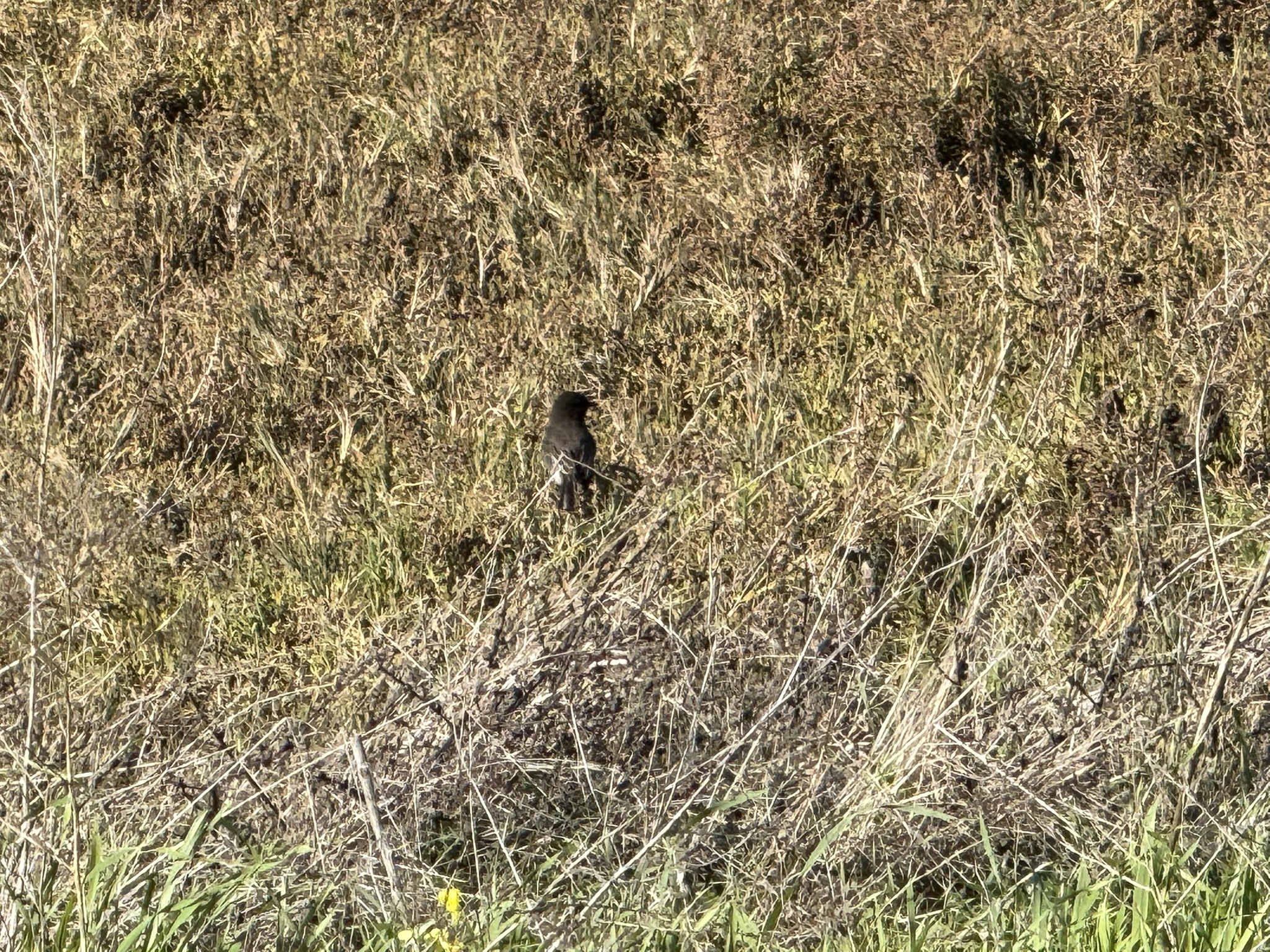 San Pablo Bay Regional Shoreline Trail