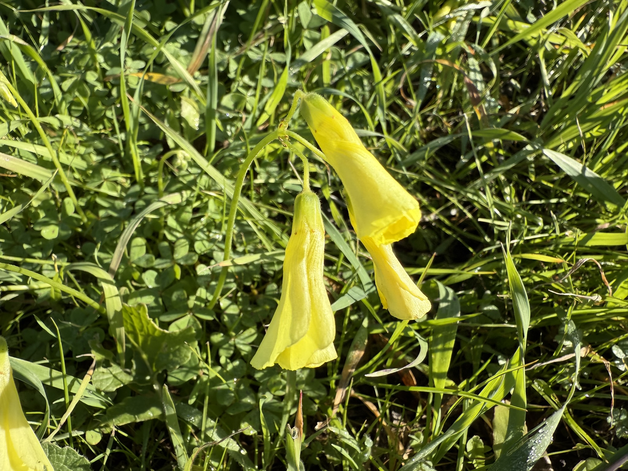 San Pablo Bay Regional Shoreline Trail