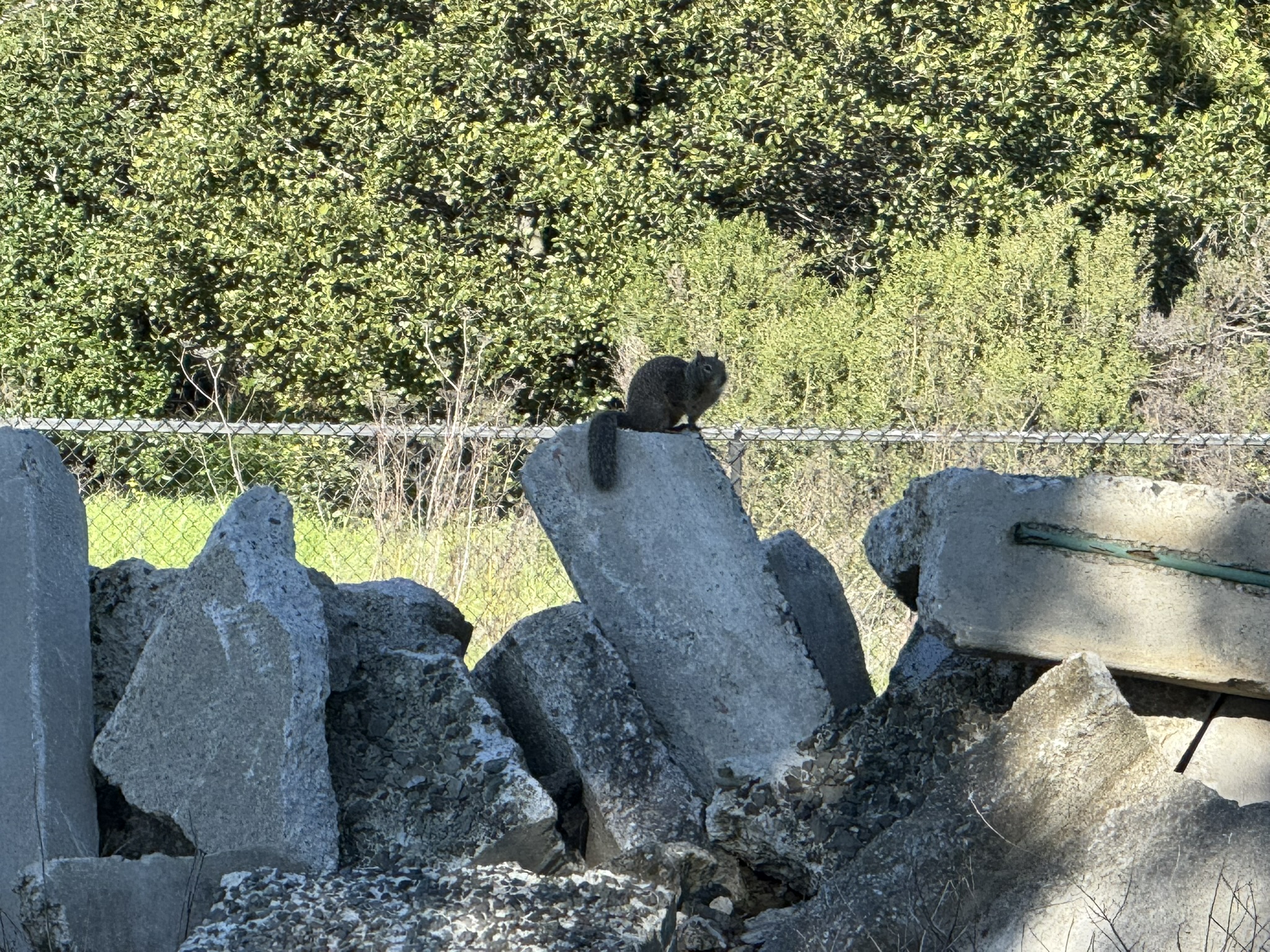 San Pablo Bay Regional Shoreline Trail