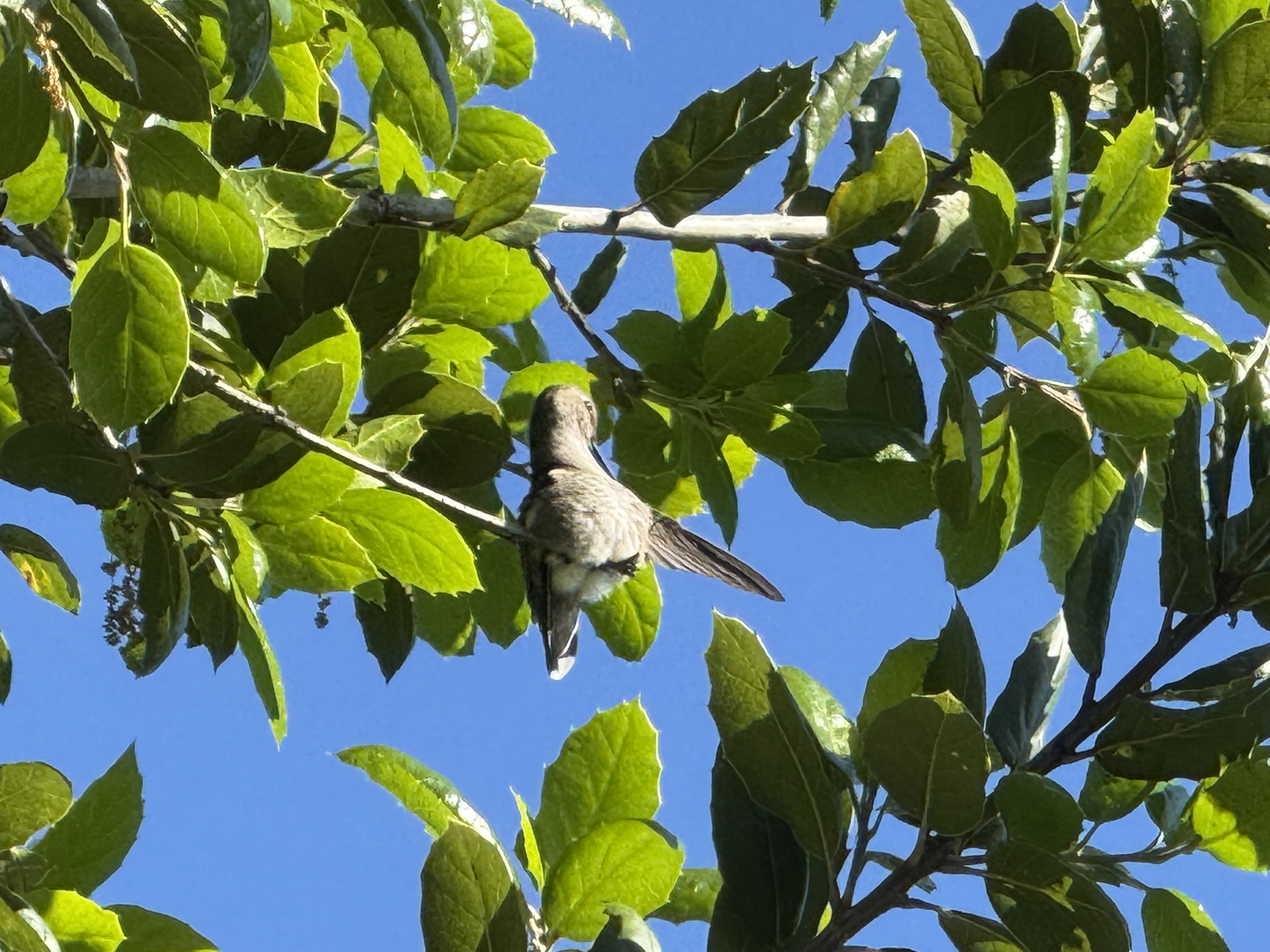 San Pablo Bay Regional Shoreline Trail