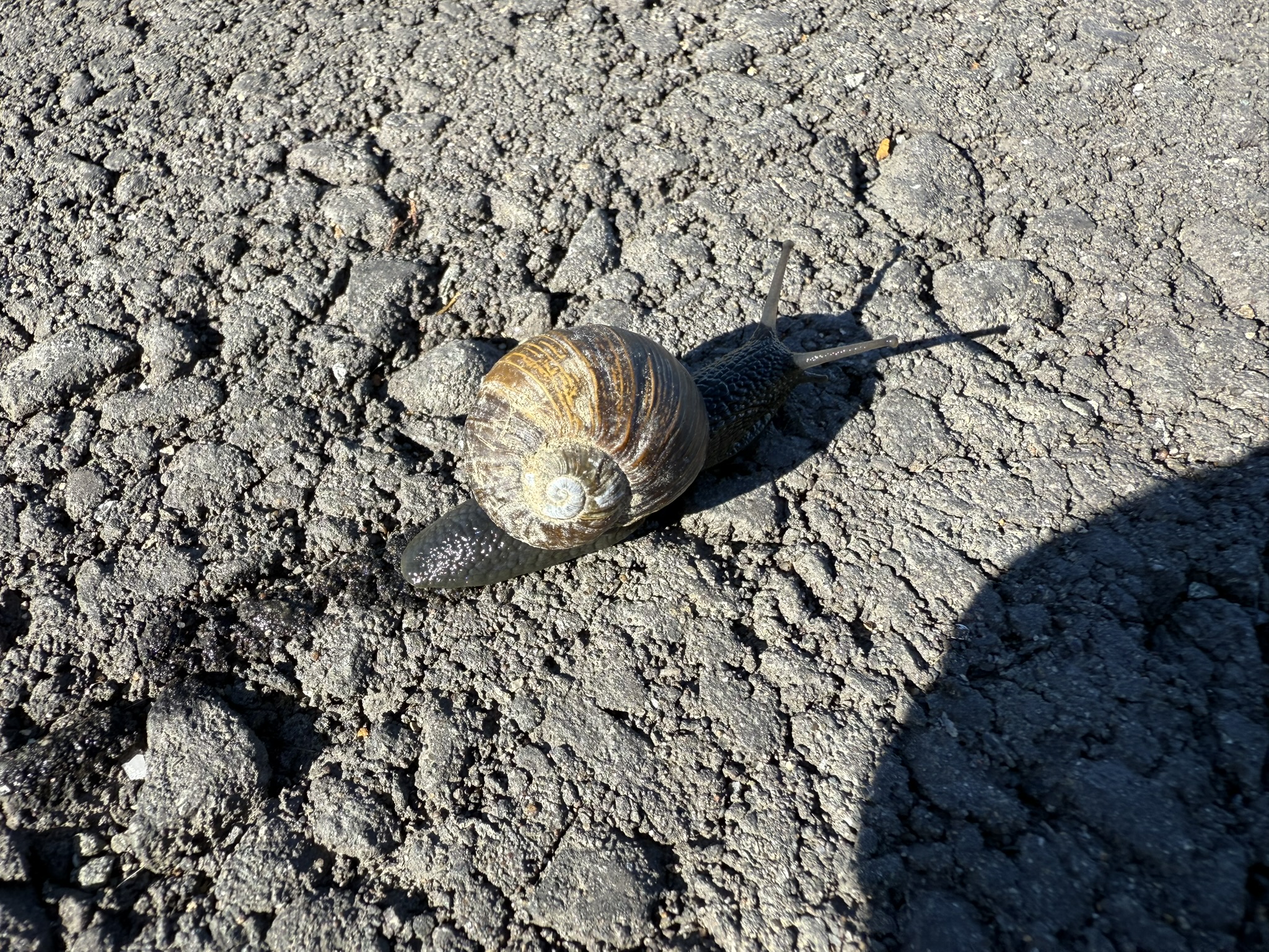 San Pablo Bay Regional Shoreline Trail