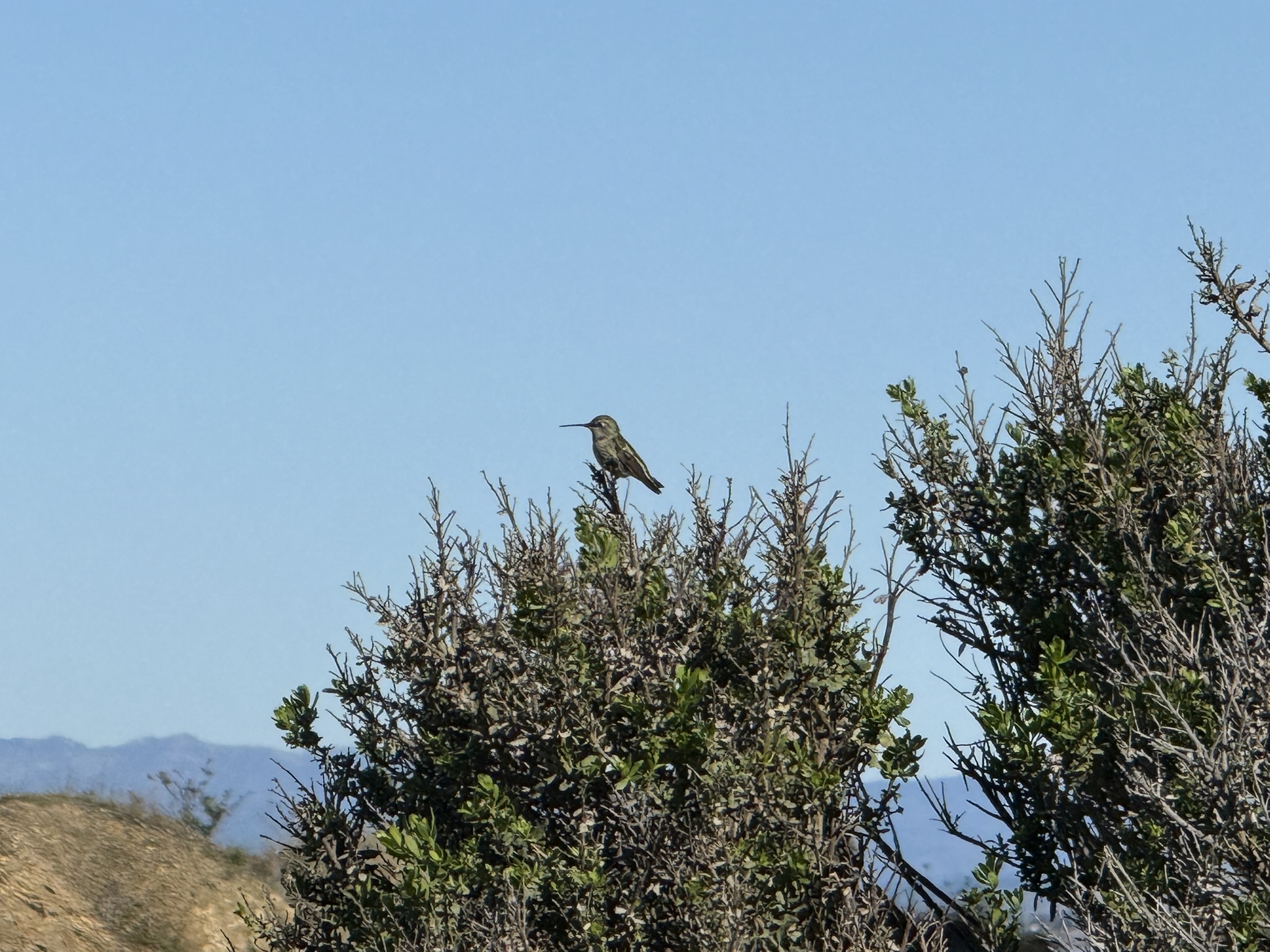 San Pablo Bay Regional Shoreline Trail