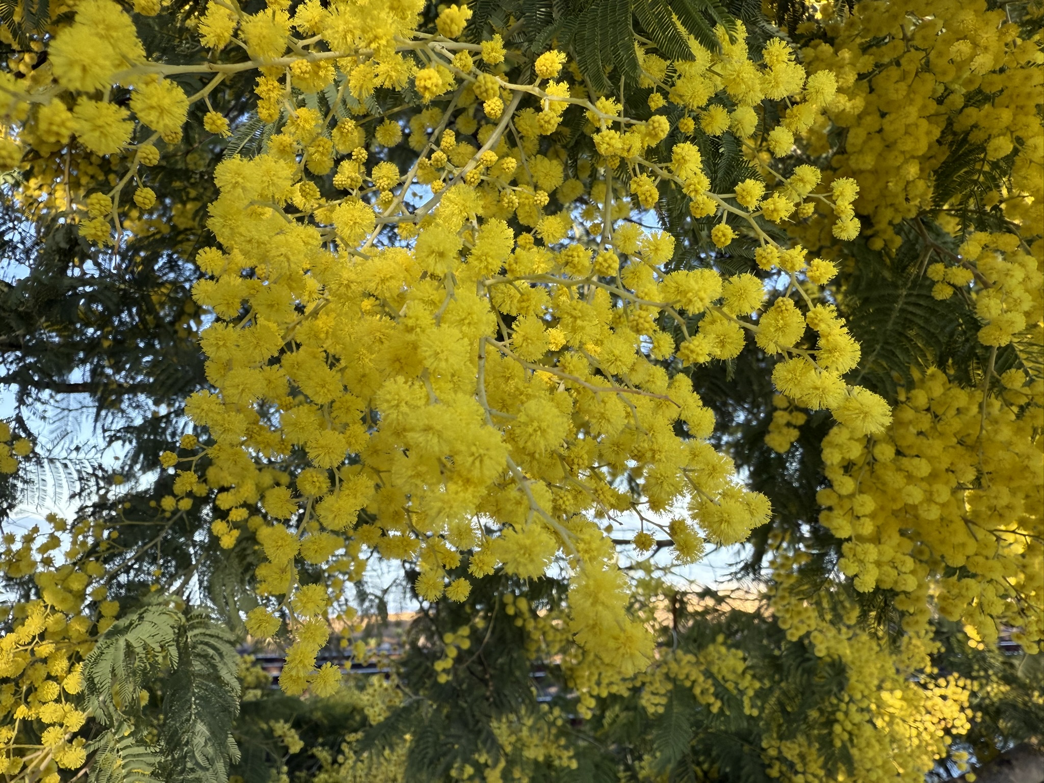 San Pablo Bay Regional Shoreline Trail