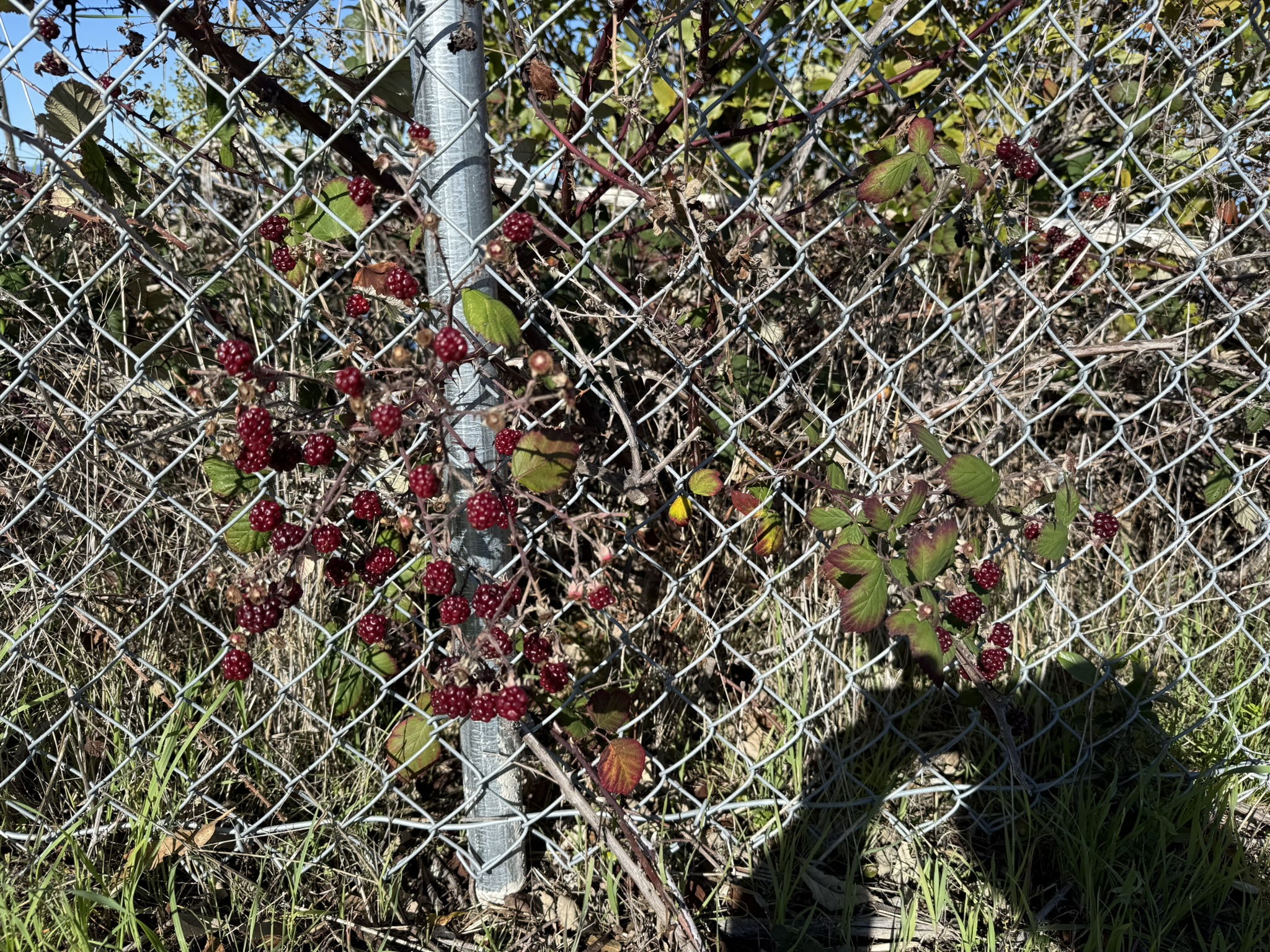 San Pablo Bay Regional Shoreline Trail