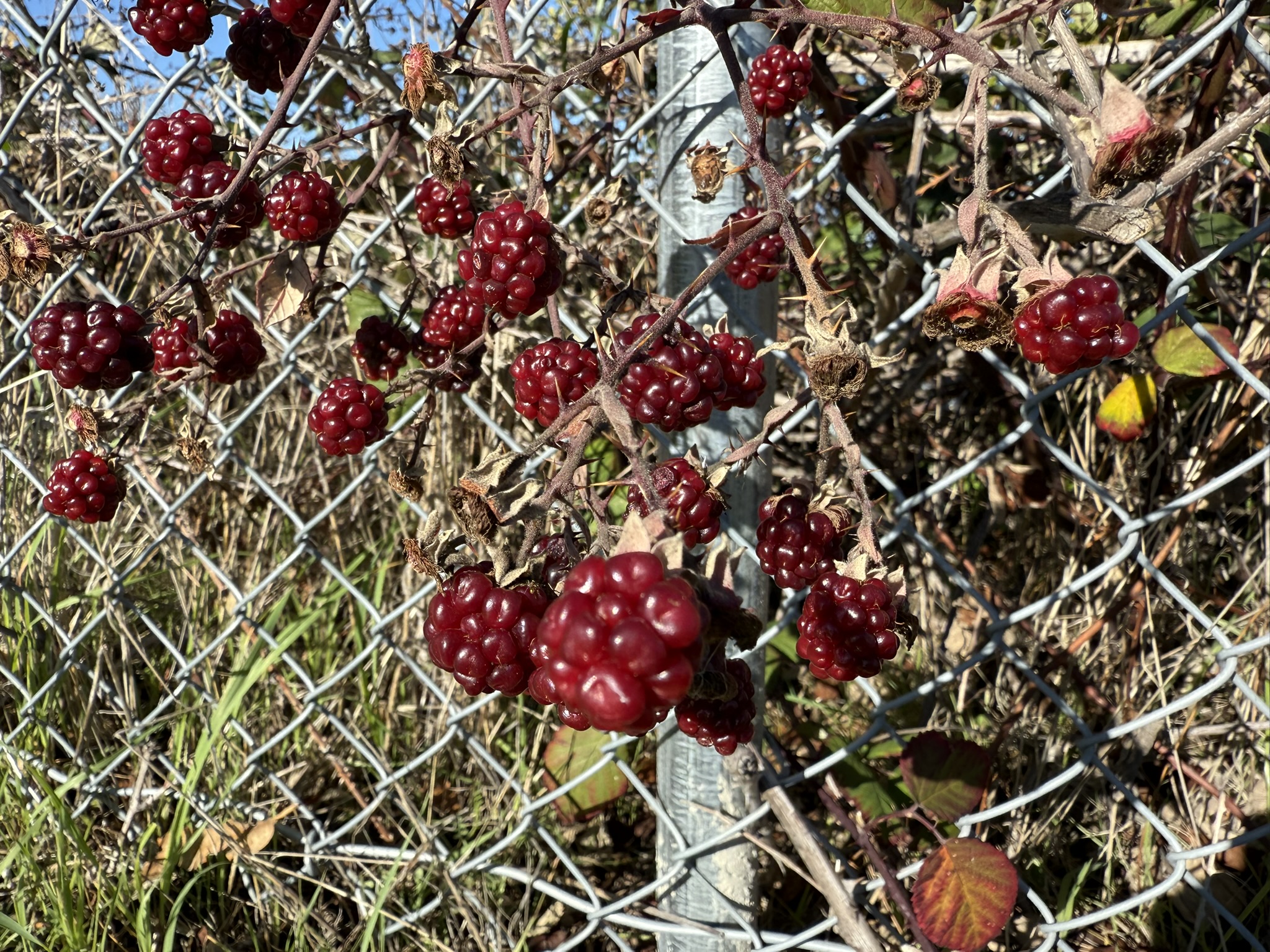 San Pablo Bay Regional Shoreline Trail