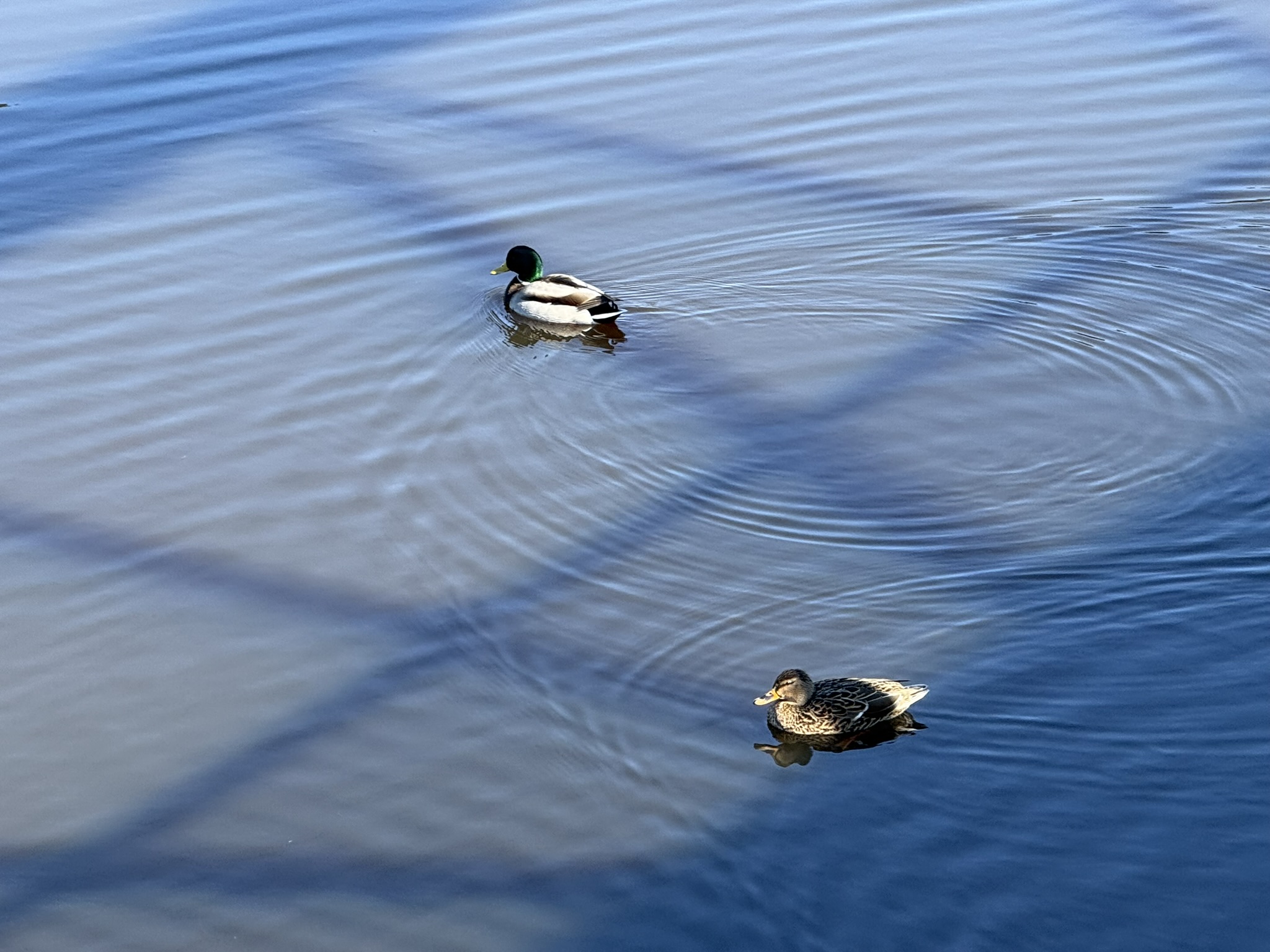 San Pablo Bay Regional Shoreline Trail