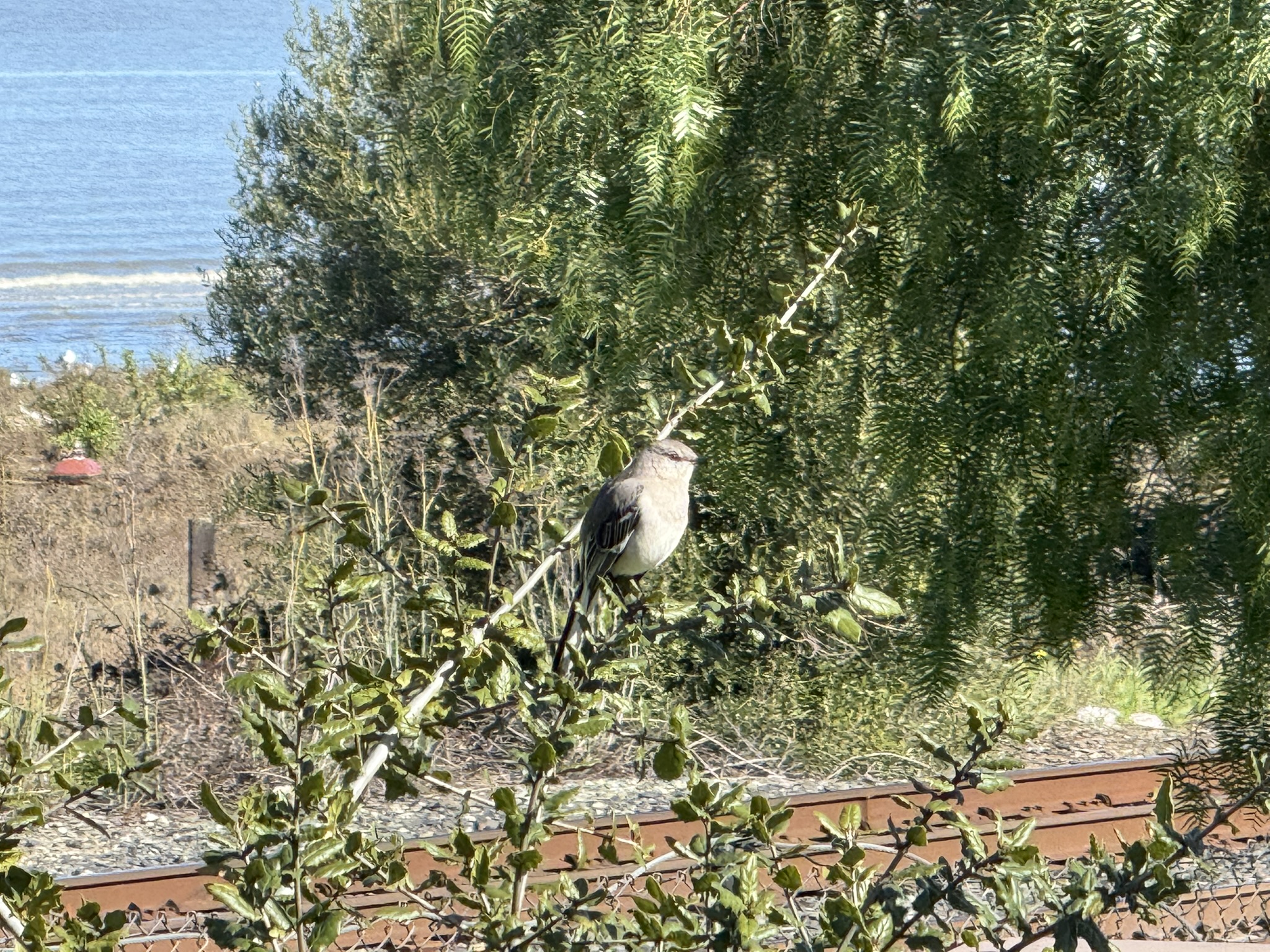 San Pablo Bay Regional Shoreline Trail