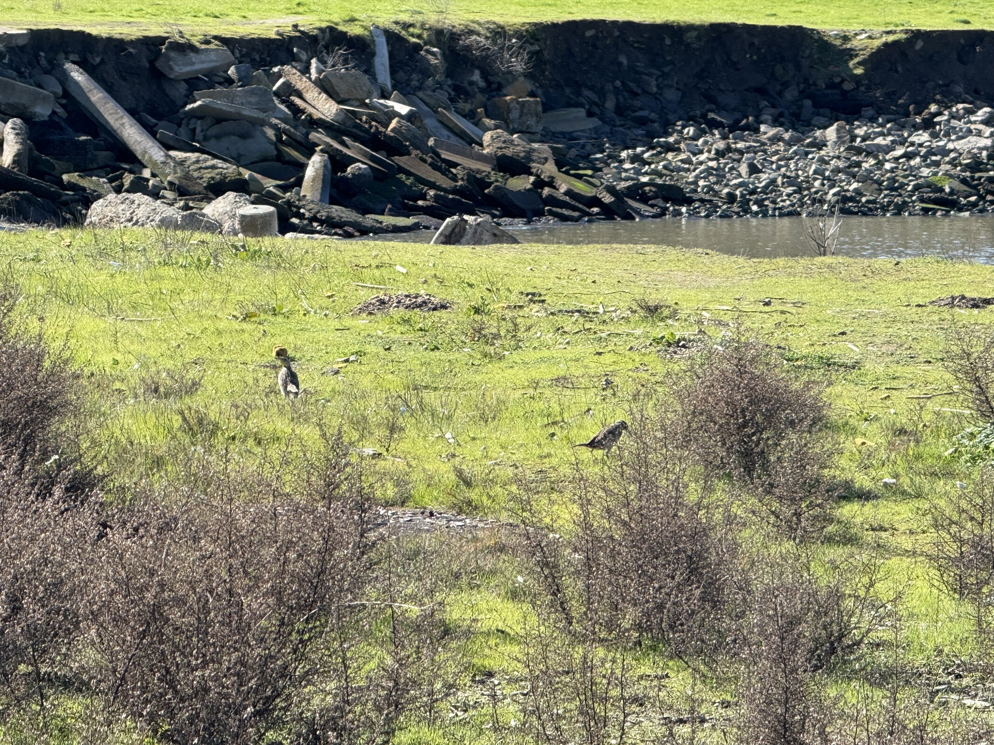 San Pablo Bay Regional Shoreline Trail