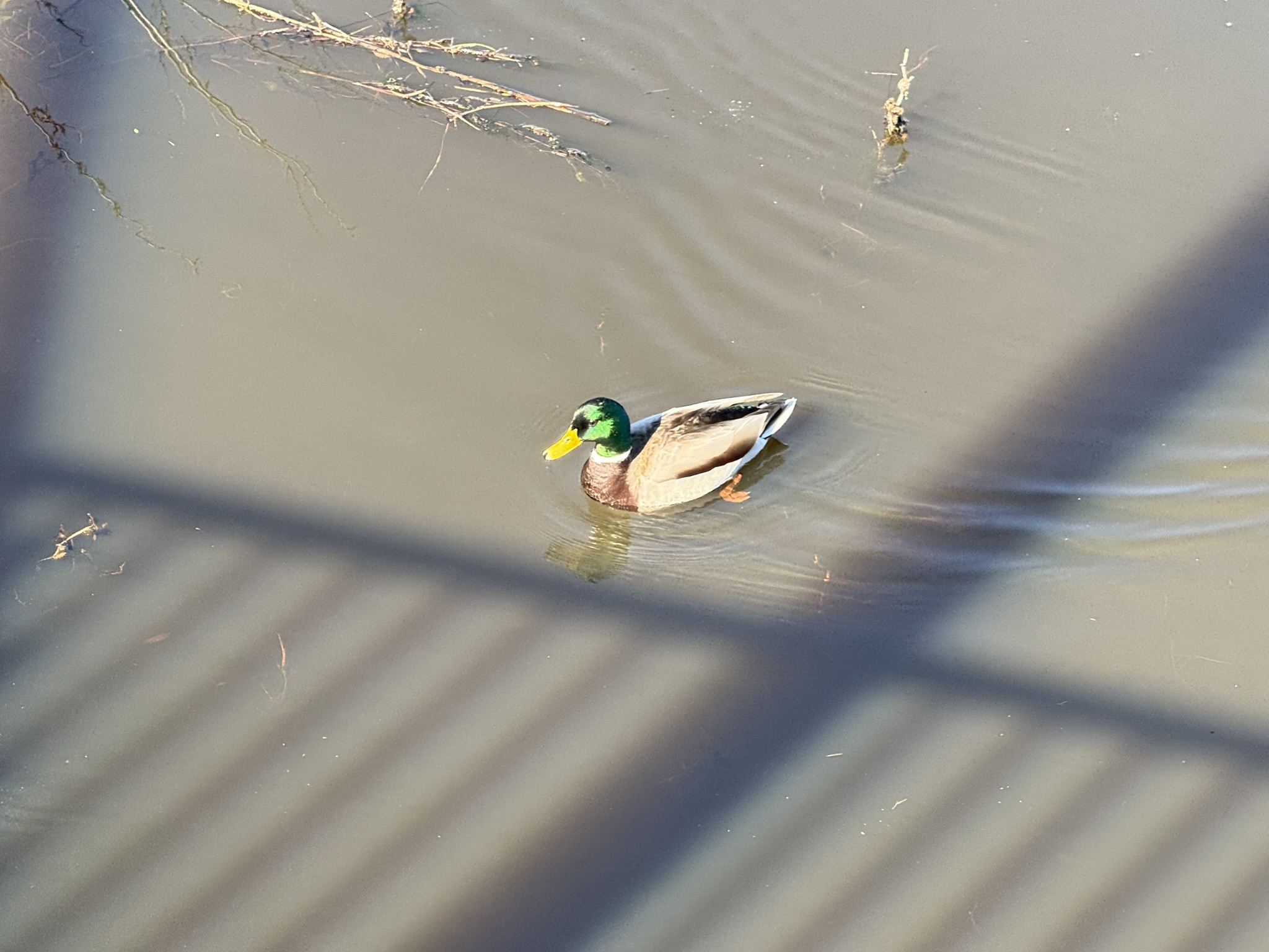 San Pablo Bay Regional Shoreline Trail