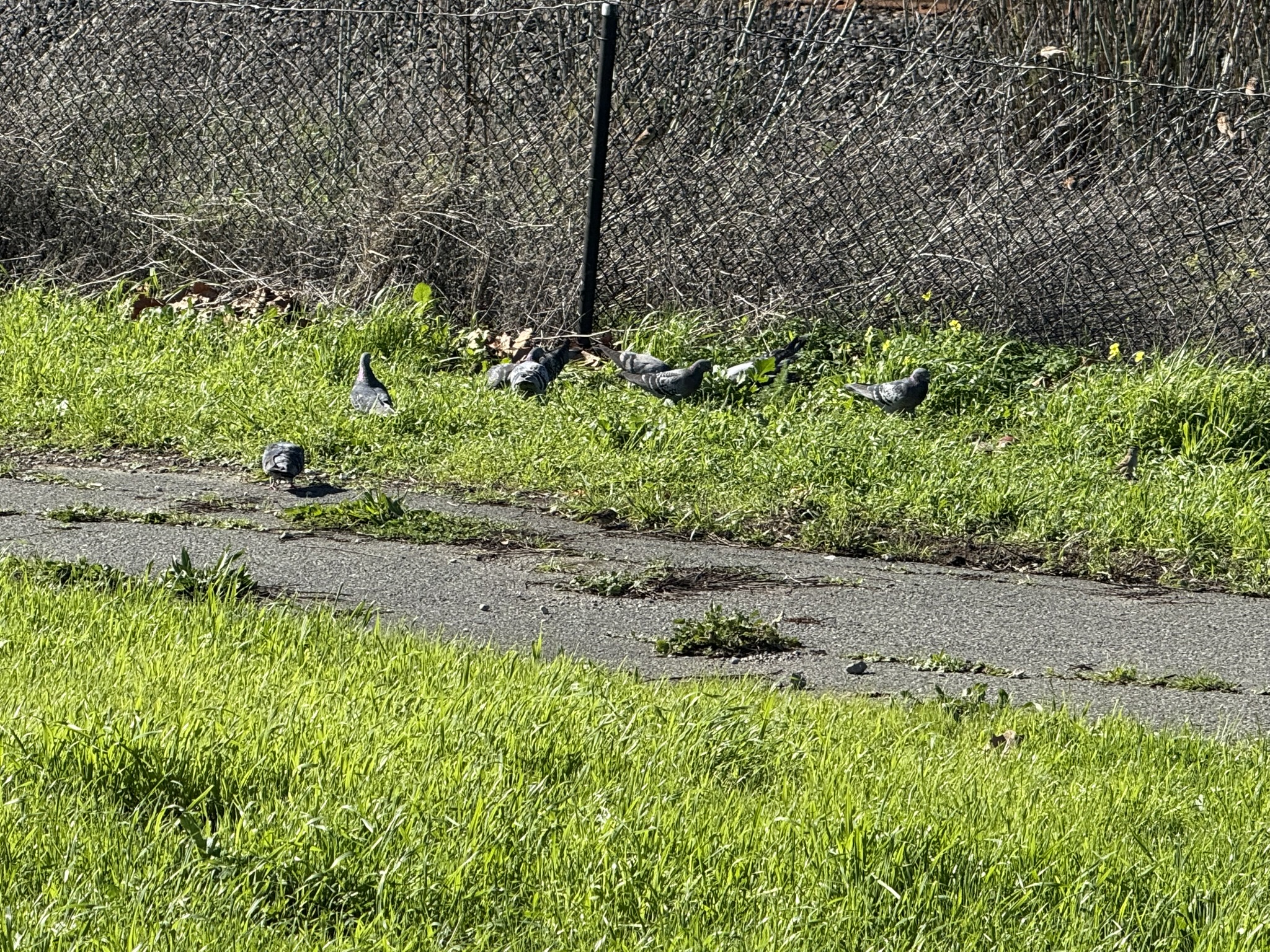 San Pablo Bay Regional Shoreline Trail