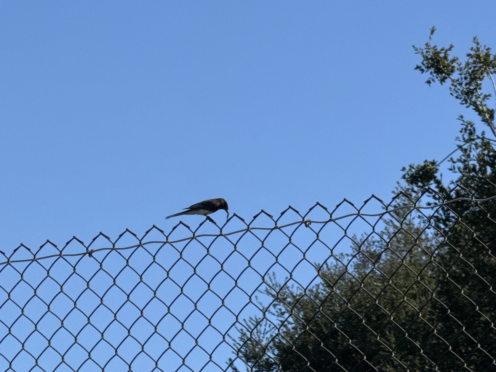 San Pablo Bay Regional Shoreline Trail