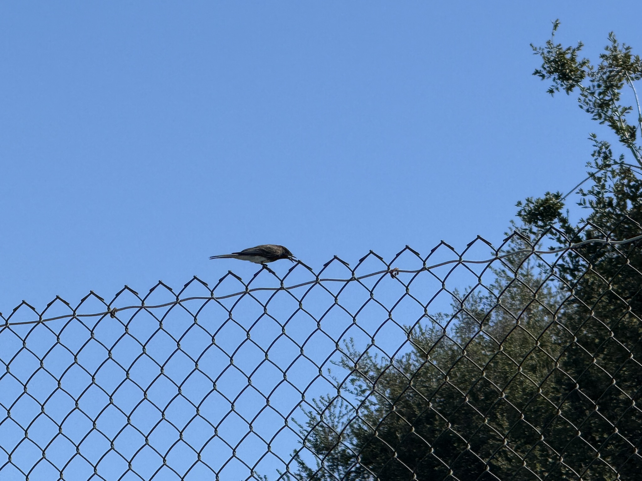 San Pablo Bay Regional Shoreline Trail