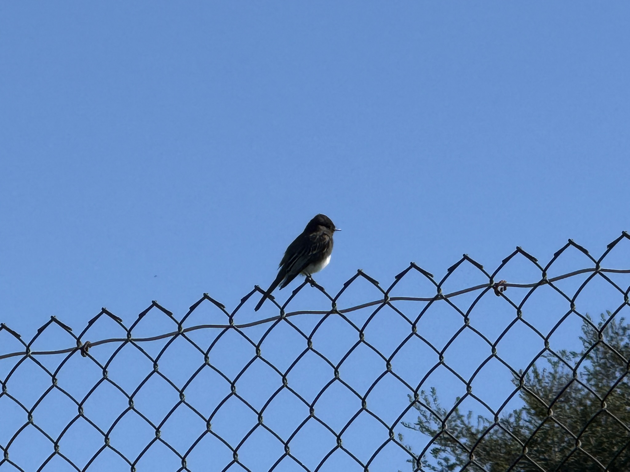 San Pablo Bay Regional Shoreline Trail