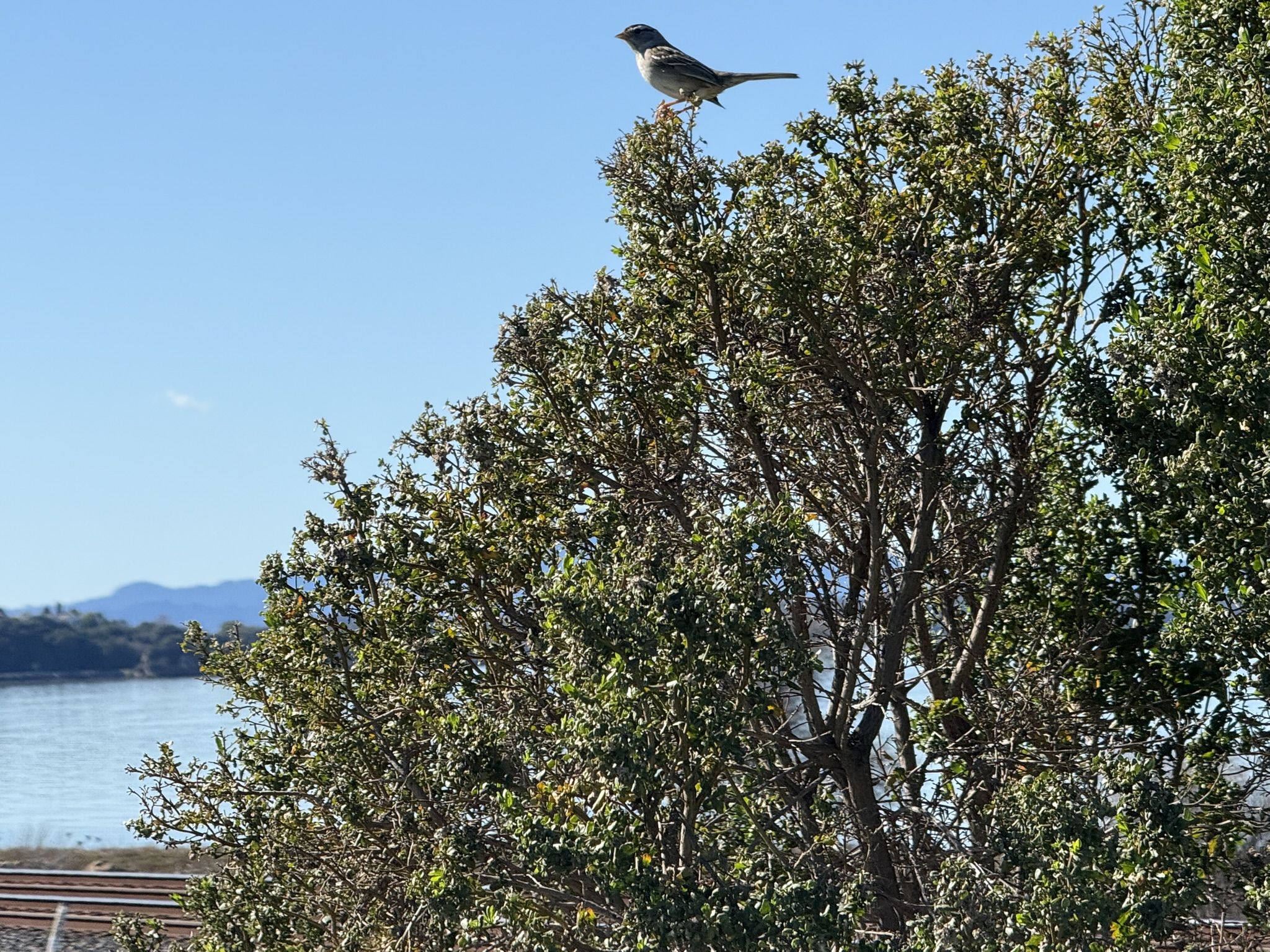 San Pablo Bay Regional Shoreline Trail