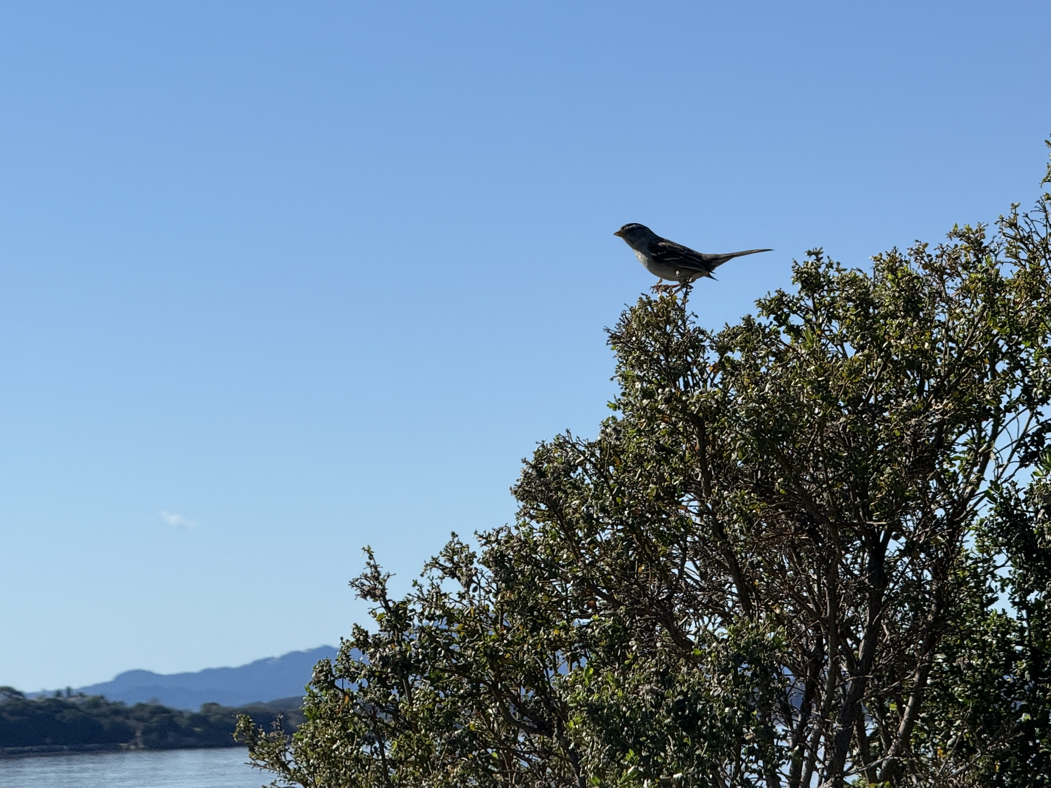 San Pablo Bay Regional Shoreline Trail