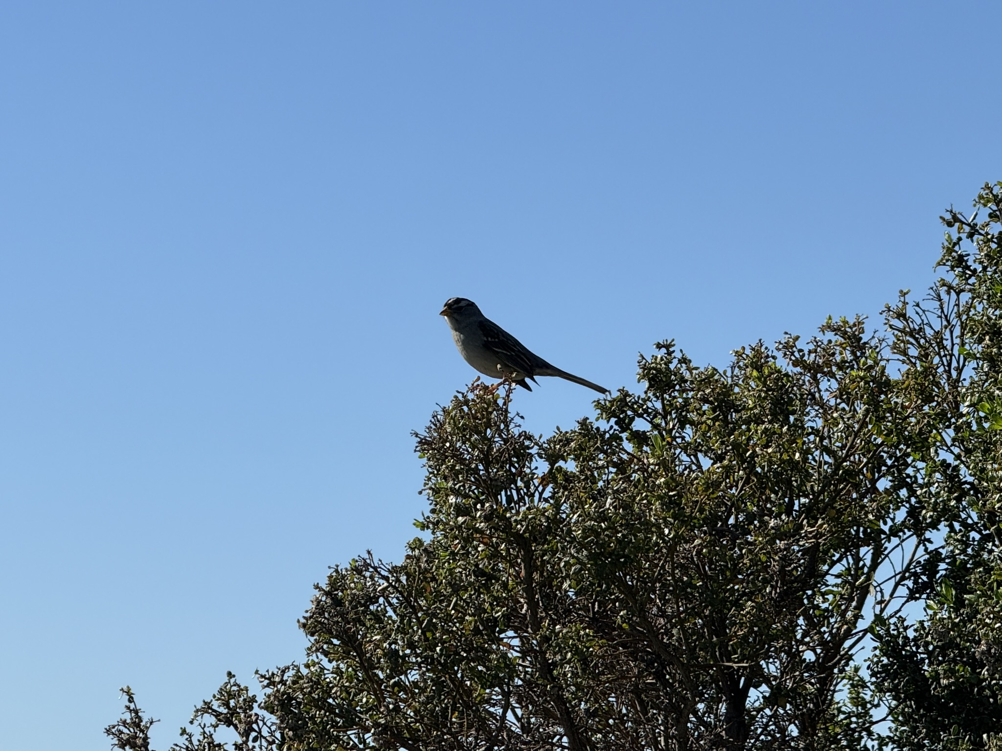 San Pablo Bay Regional Shoreline Trail