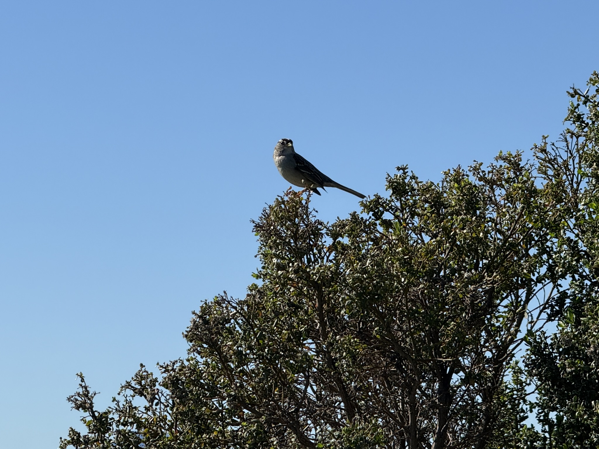 San Pablo Bay Regional Shoreline Trail