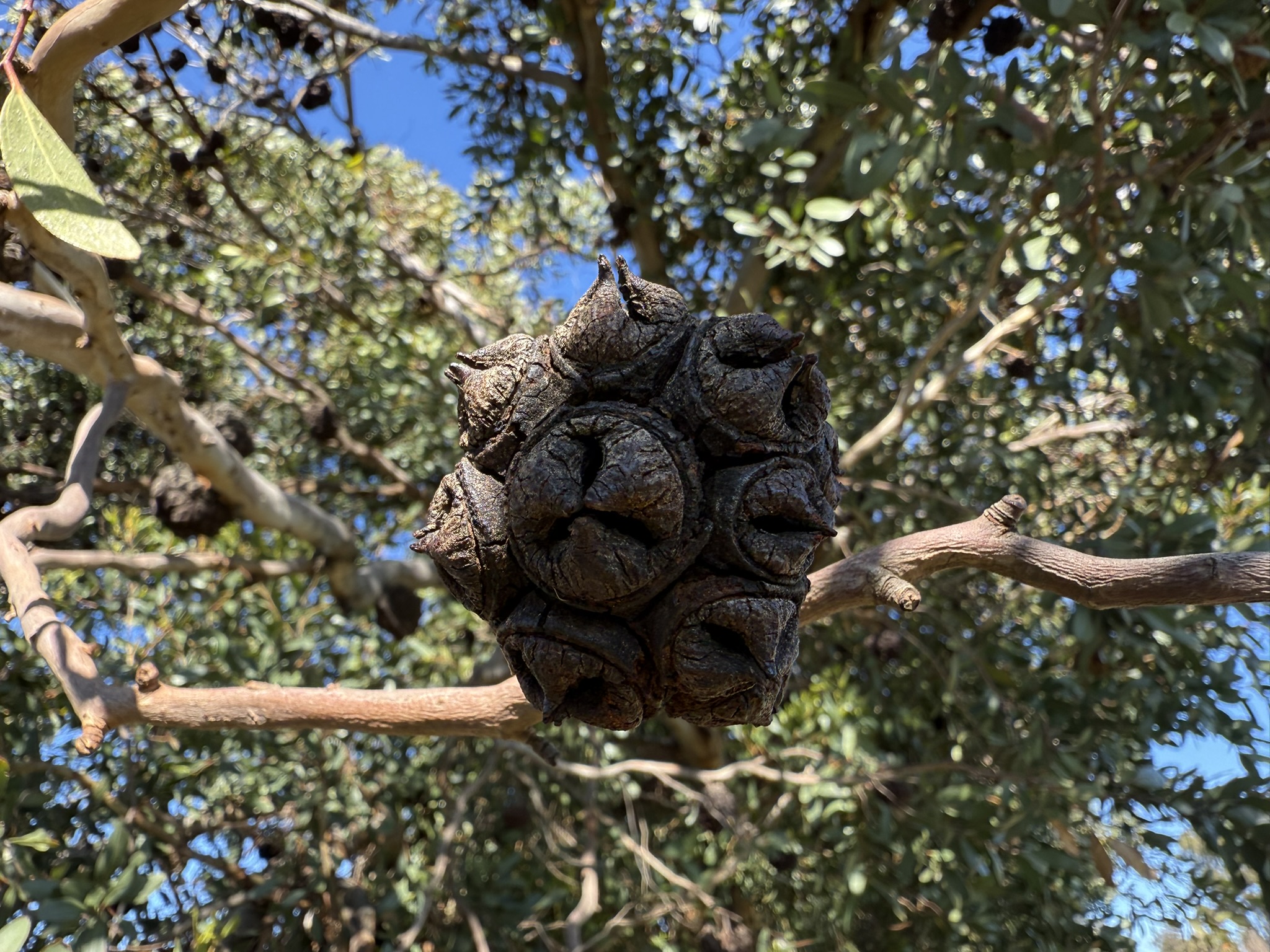 San Pablo Bay Regional Shoreline Trail