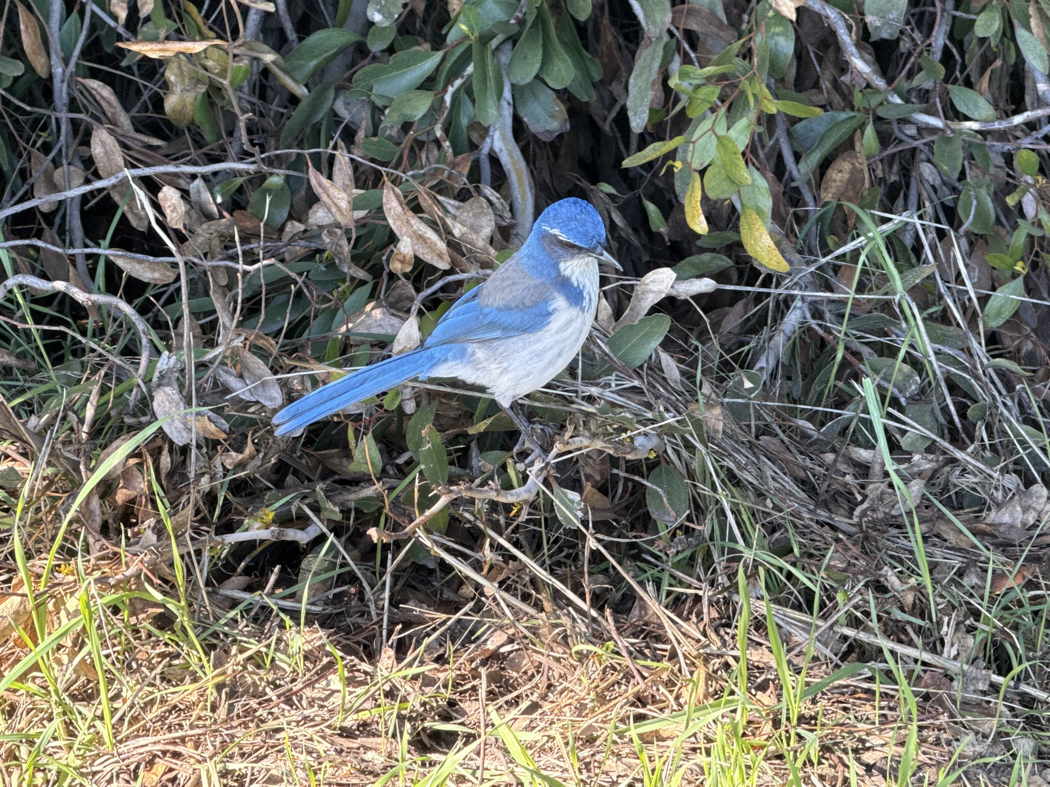 San Pablo Bay Regional Shoreline Trail