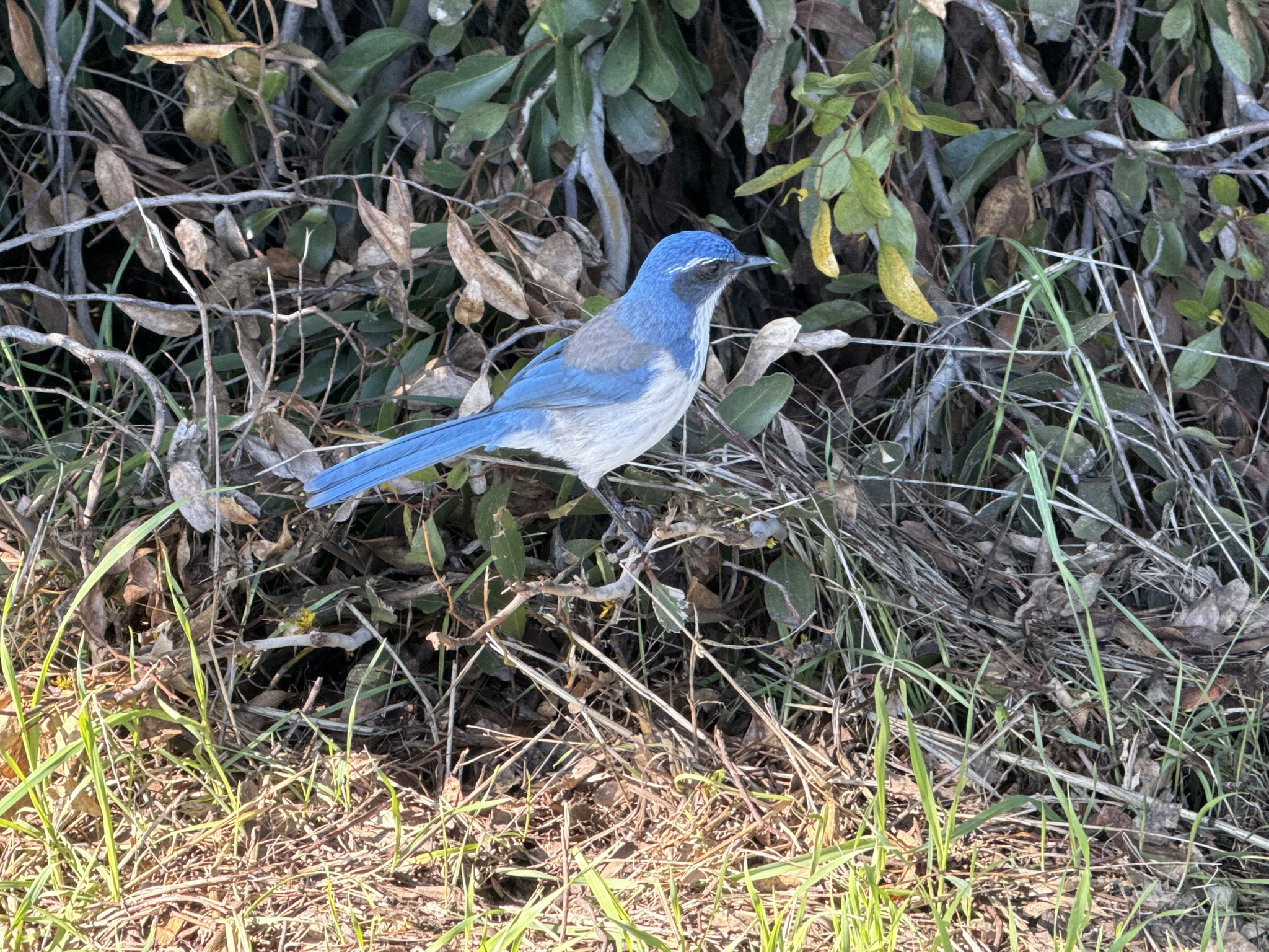 San Pablo Bay Regional Shoreline Trail