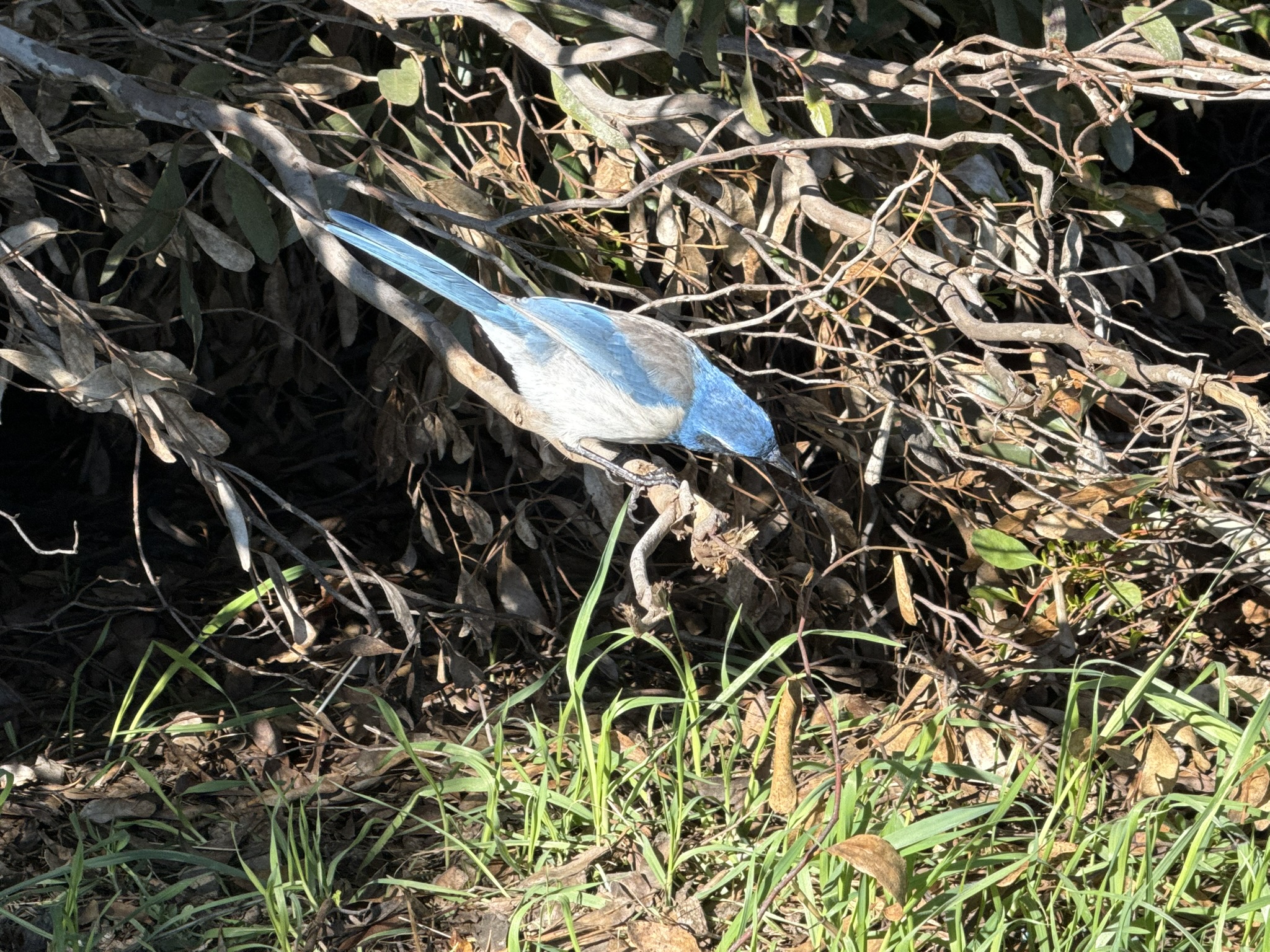 San Pablo Bay Regional Shoreline Trail