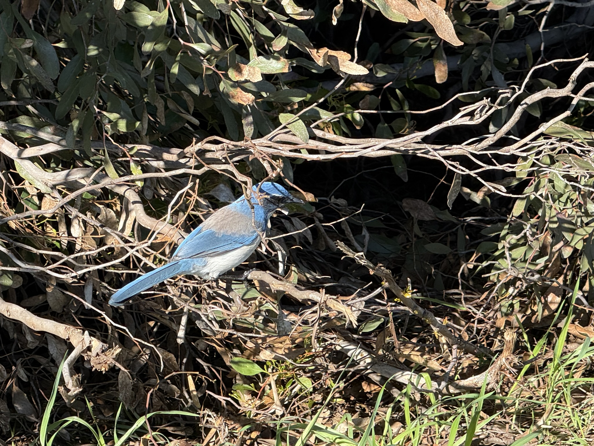 San Pablo Bay Regional Shoreline Trail