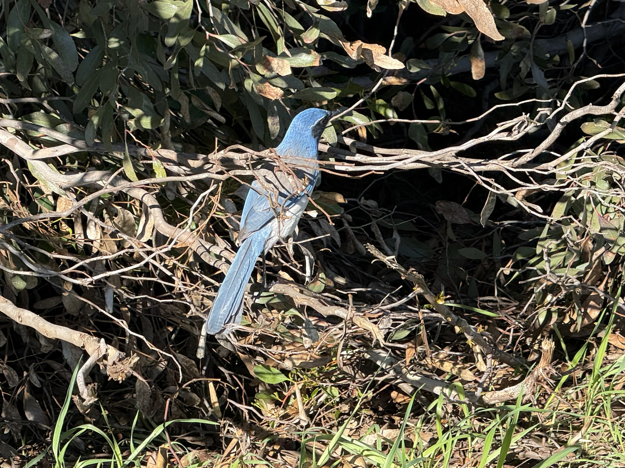 San Pablo Bay Regional Shoreline Trail