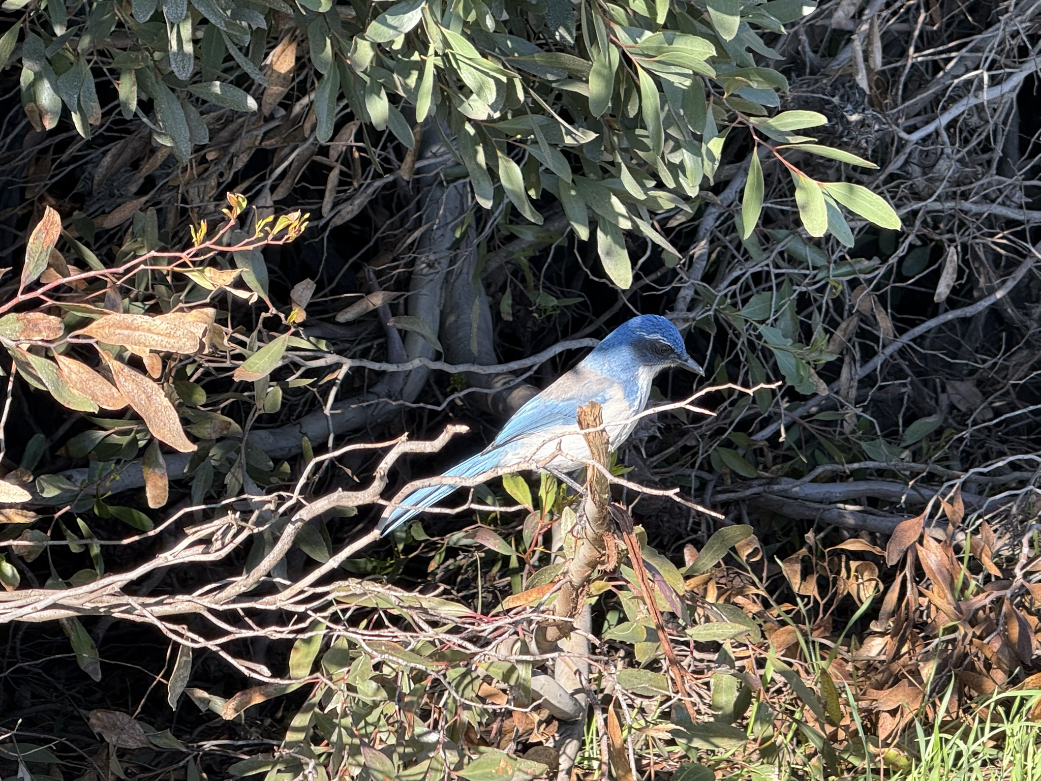 San Pablo Bay Regional Shoreline Trail