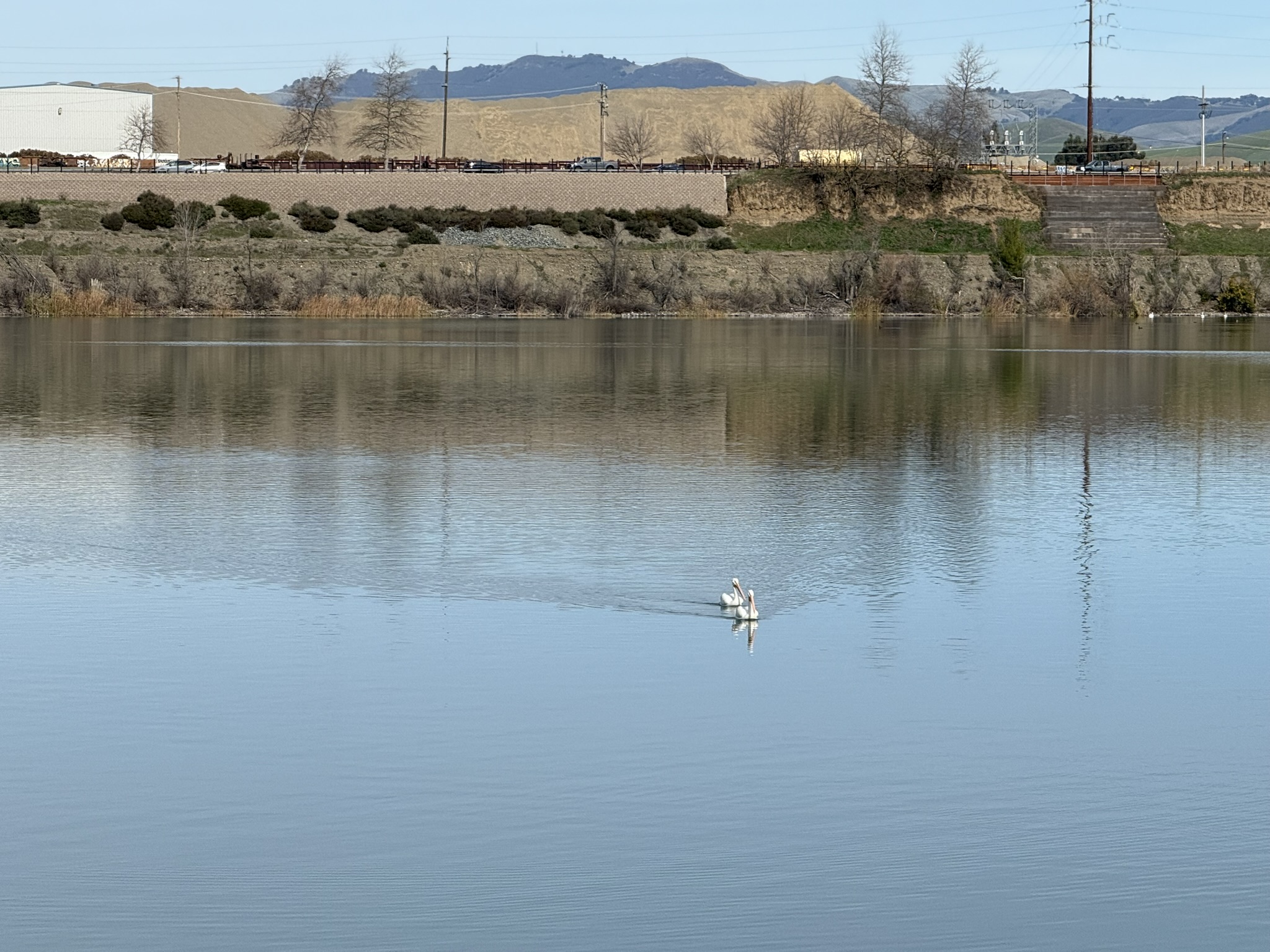 Shadow Cliffs Regional Recreation Area